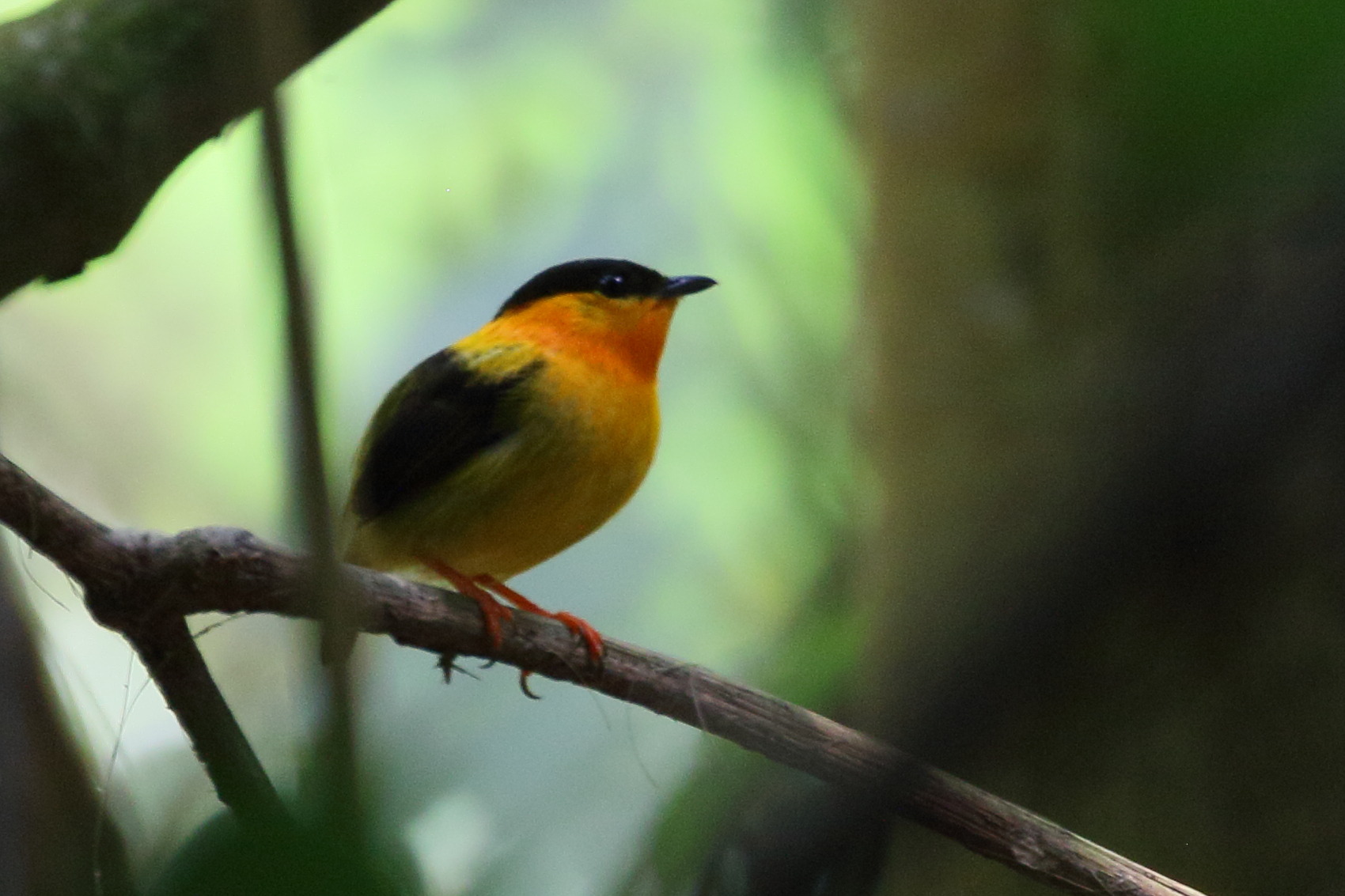 manakin_a_col_orange_-_manacus_aurantiacus1bd