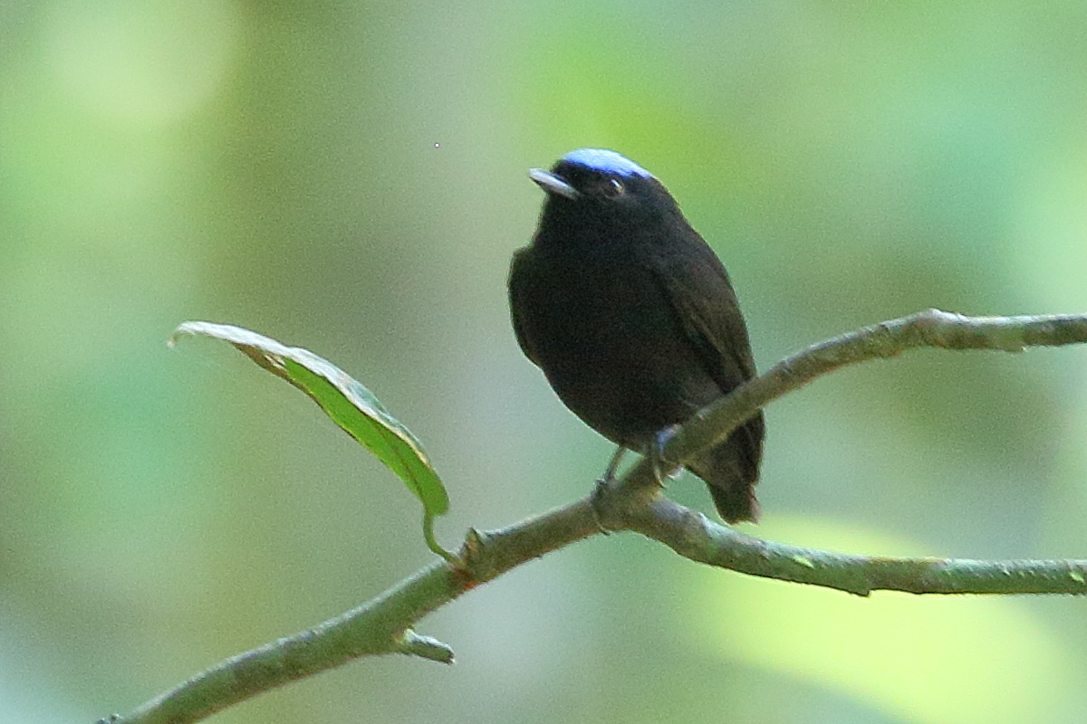 manakin_a_tete_bleue_-_lepidothrix_coronata1bd