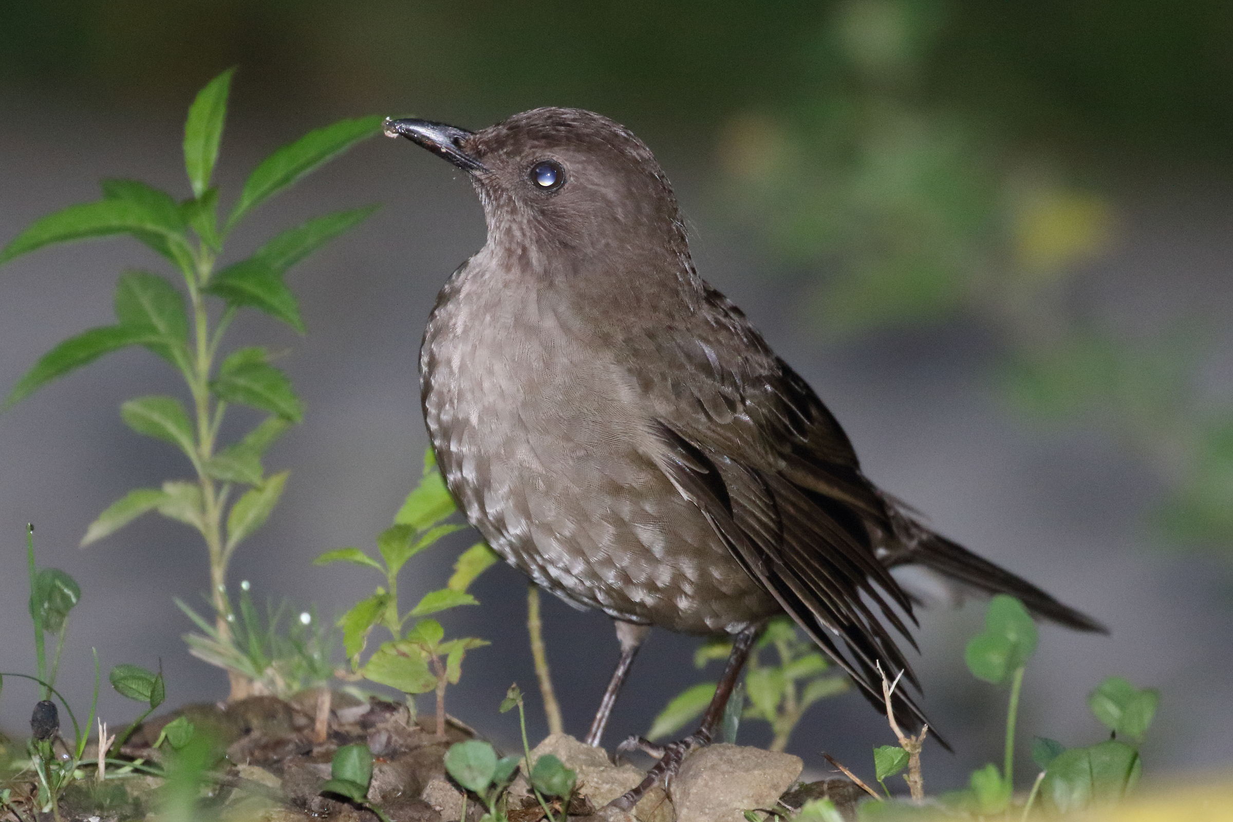 merle_de_montagne_-_turdus_plebejus1bd