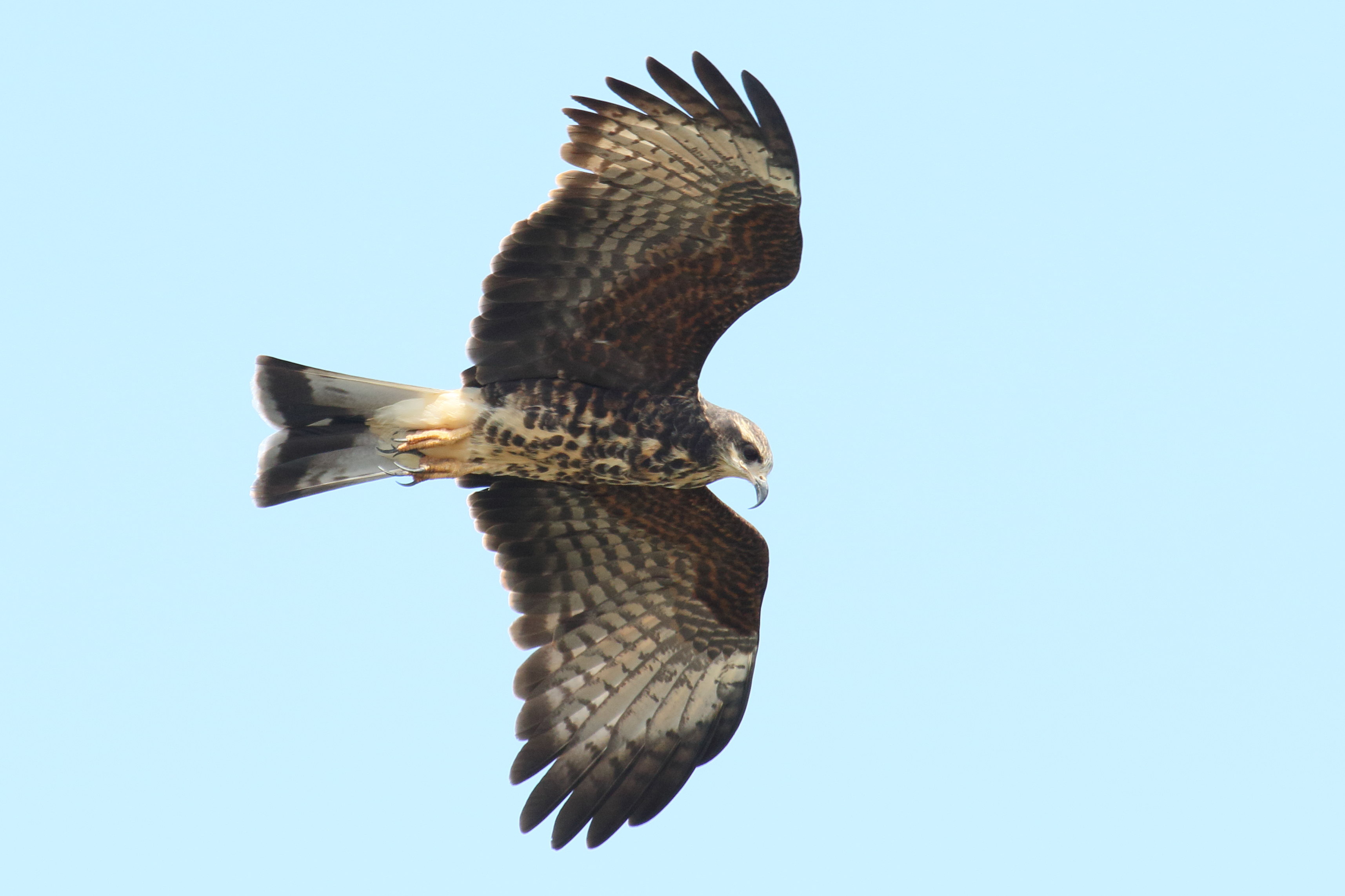 milan_des_marais_-_rostrhamus_sociabilis1md