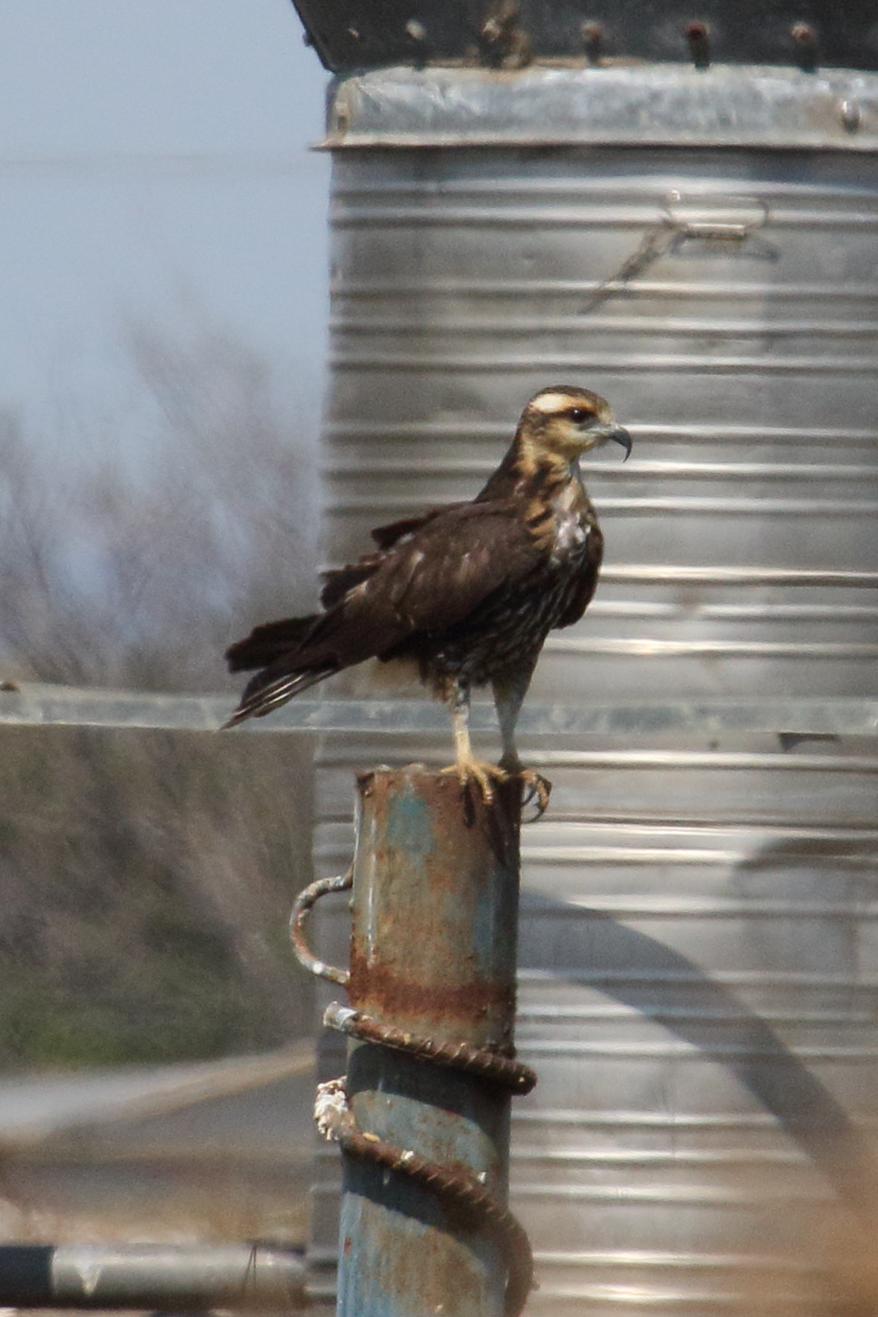 milan_des_marais_-_rostrhamus_sociabilis3md