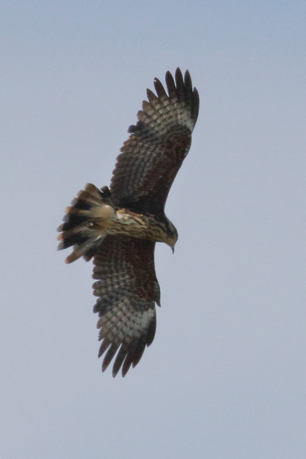 milan_des_marais_-_rostrhamus_sociabilis4md