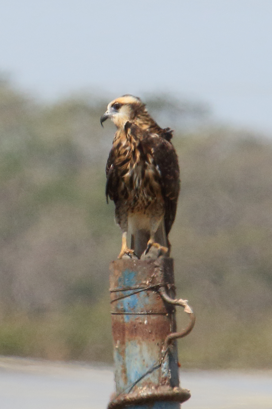 milan_des_marais_-_rostrhamus_sociabilis5md