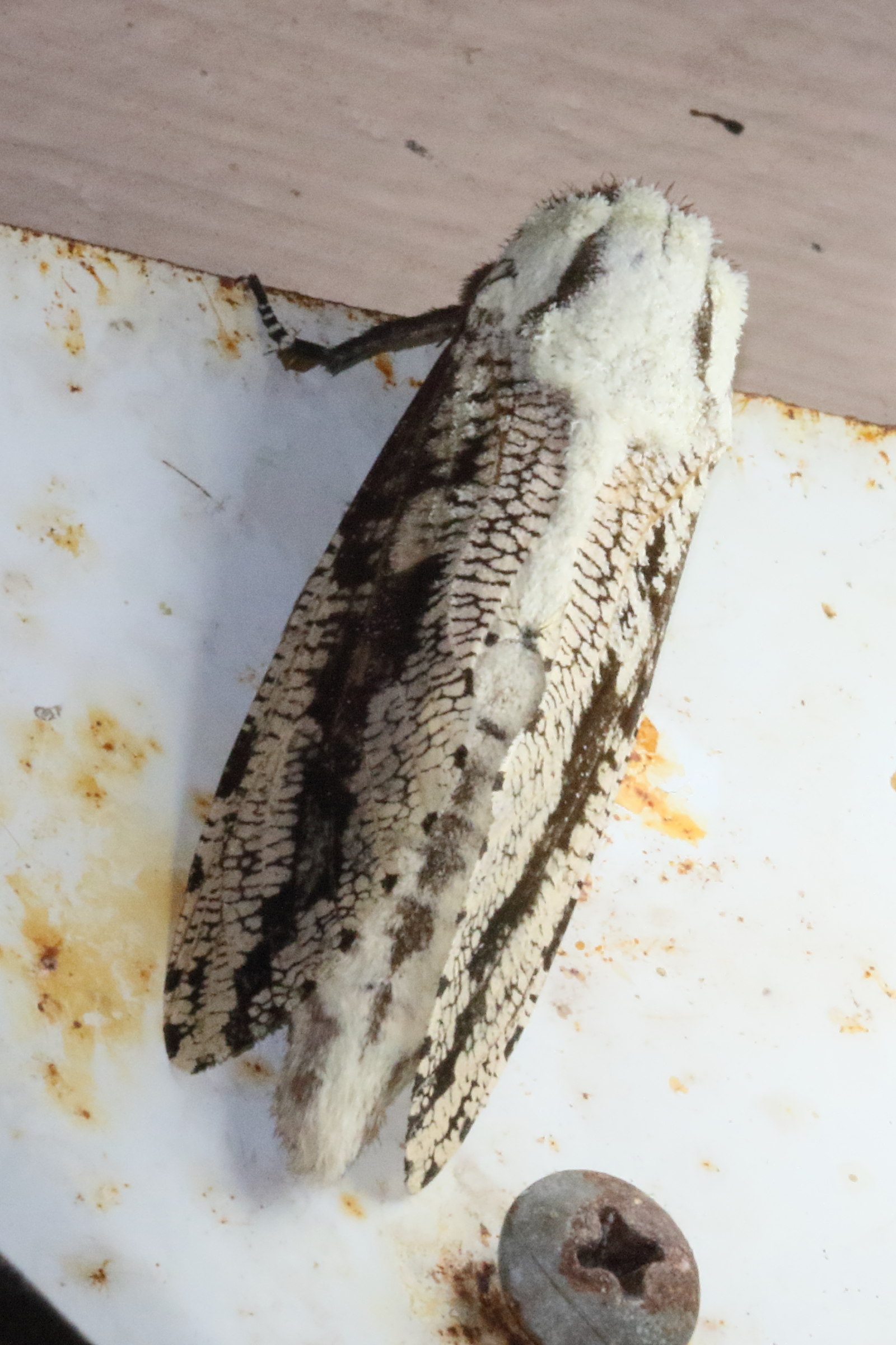 morpheis_pyracmon1bd