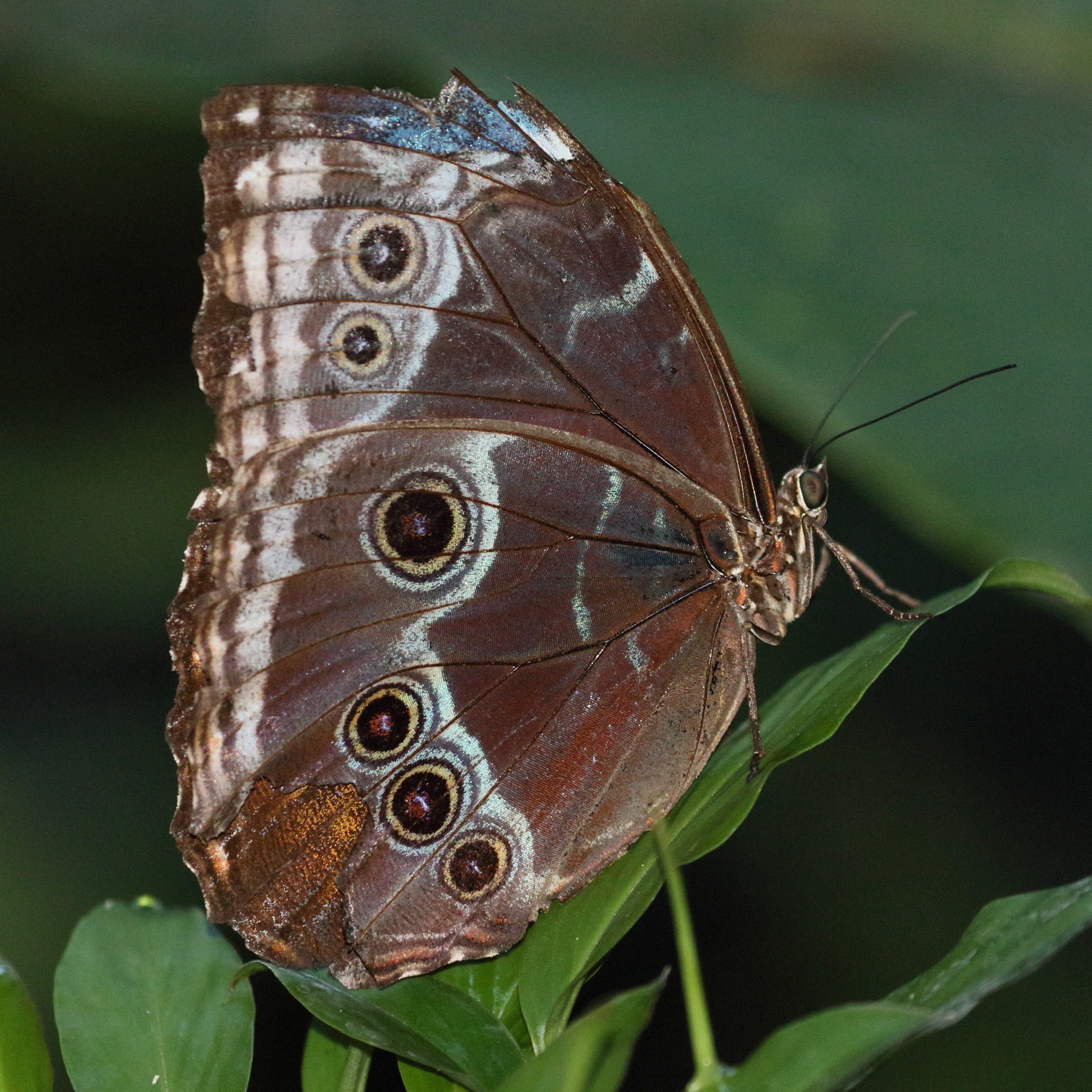 morpho_helenor_marinita1bd