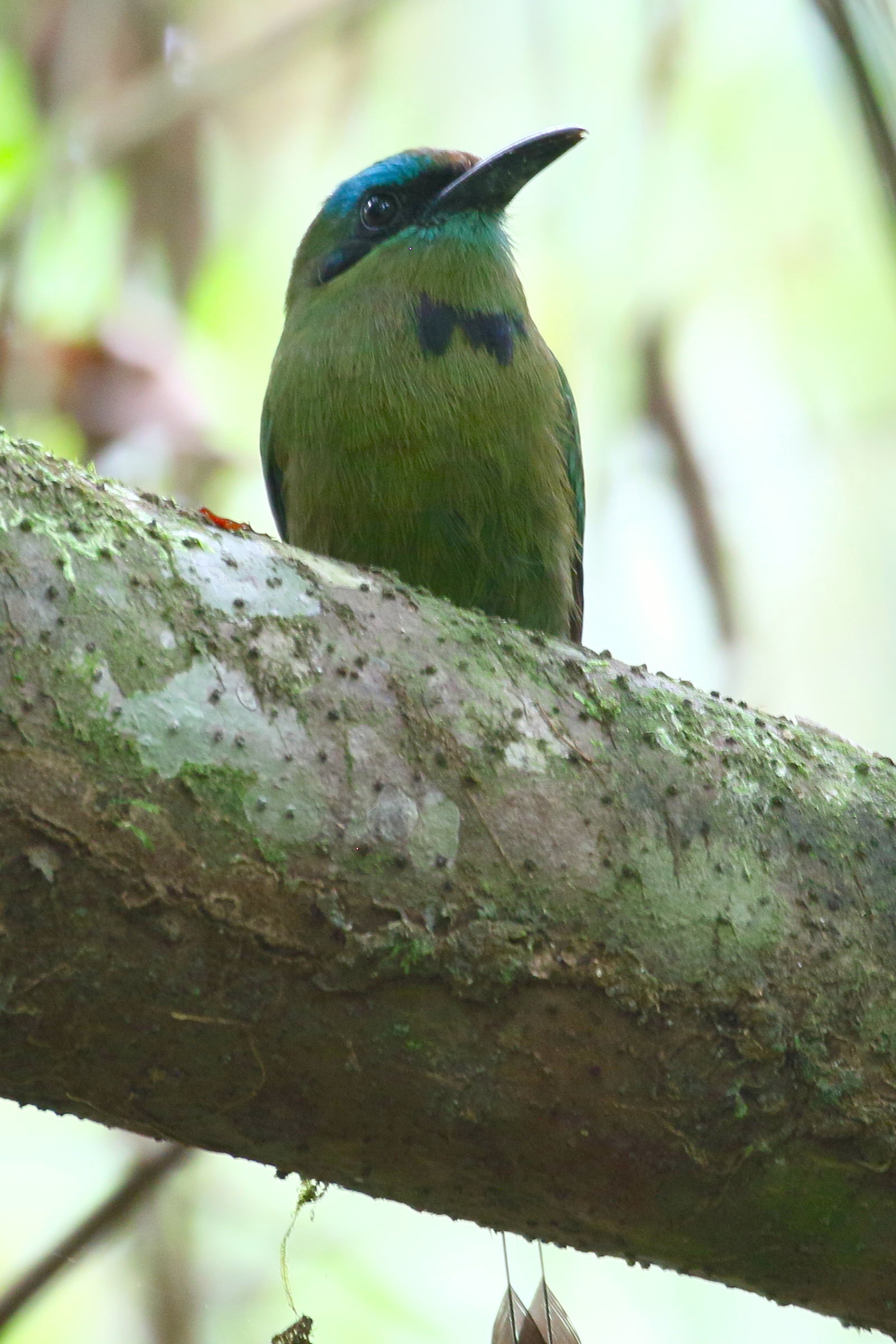 motmot_a_bes_carene_-_electron_carinatum2bd