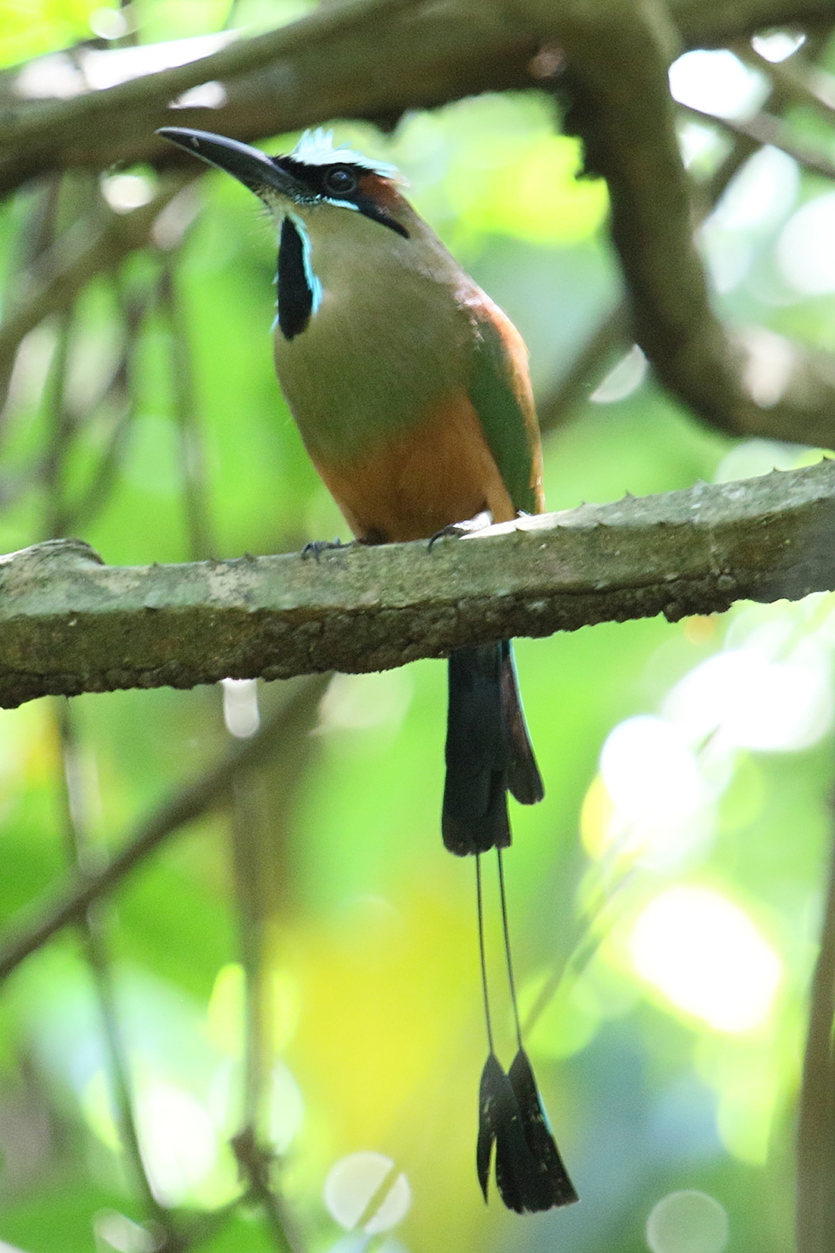 motmot_a_sourcils_bleus_-_eumomota_superciliosa1md