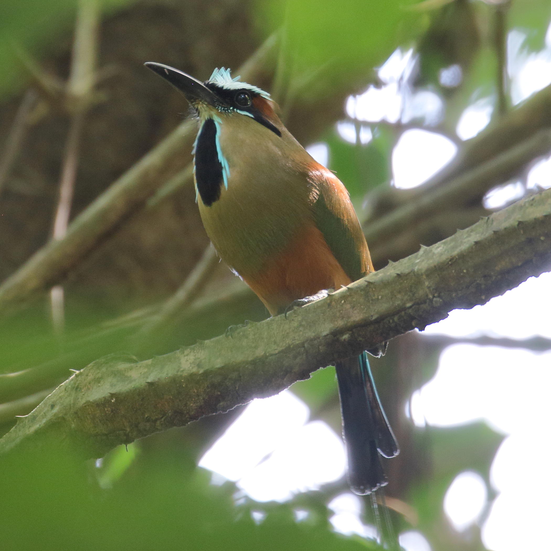 motmot_a_sourcils_bleus_-_eumomota_superciliosa2bd