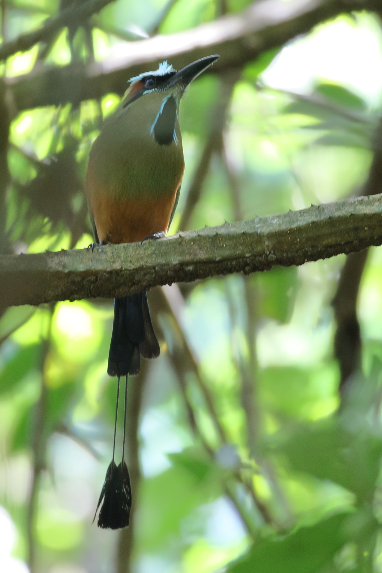 motmot_a_sourcils_bleus_-_eumomota_superciliosa3bd