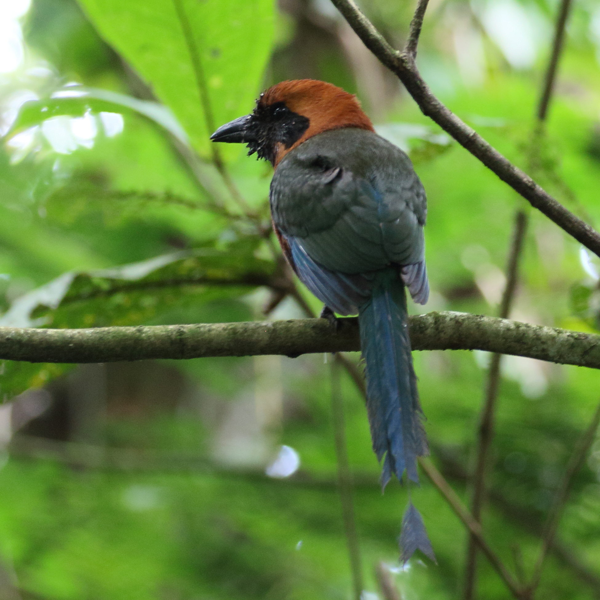 motmot_roux_-_baryphthengus_martii1bd