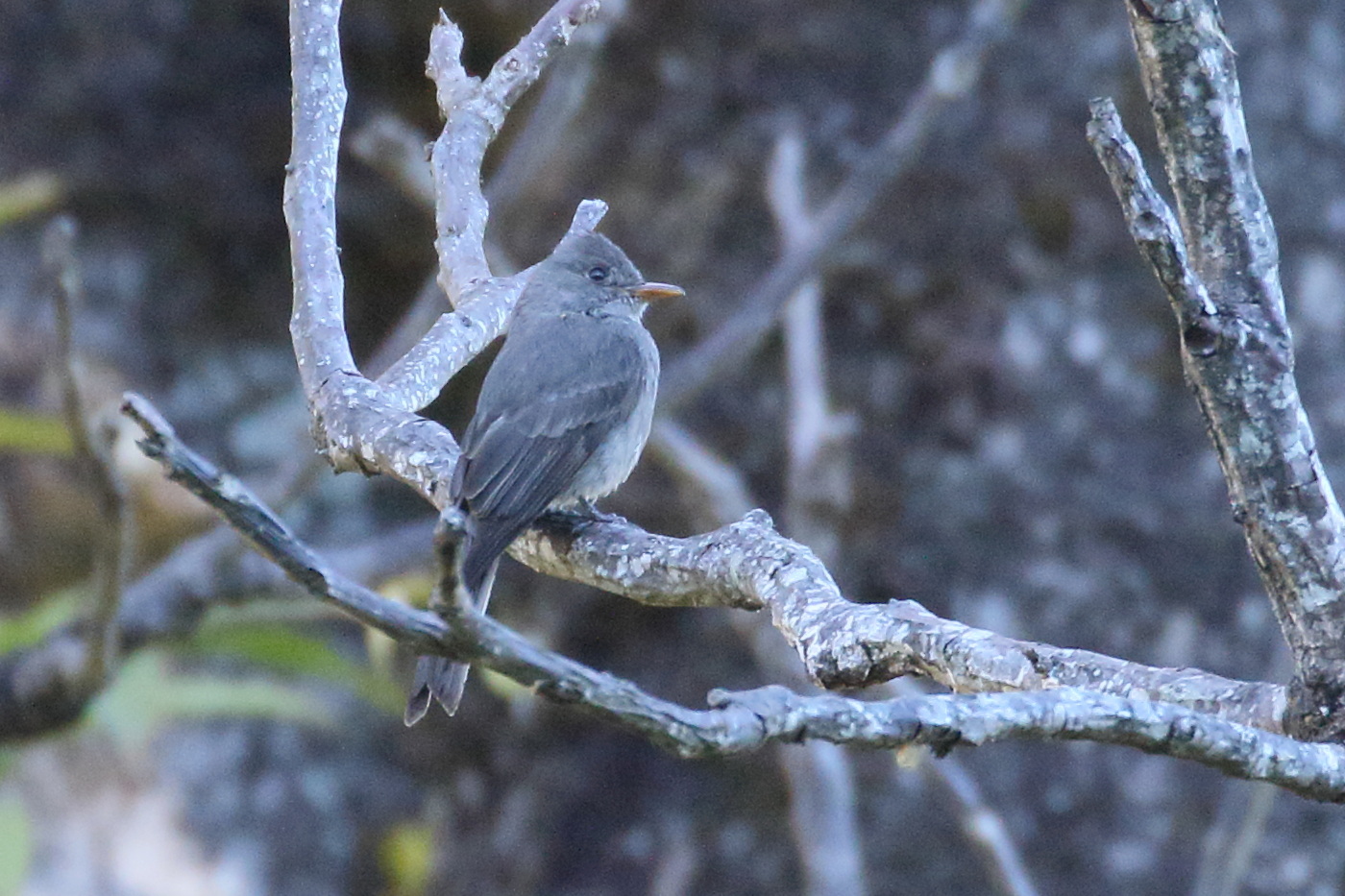 moucherolle_ombre_-_contopus_lugubris1bd