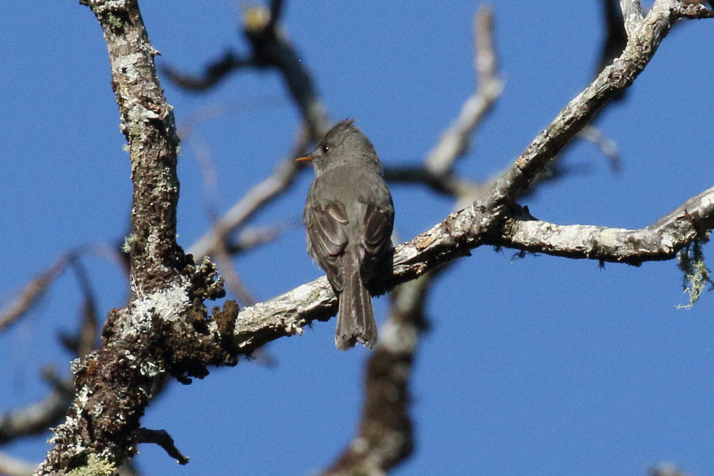 moucherolle_ombre_-_contopus_lugubris2bd