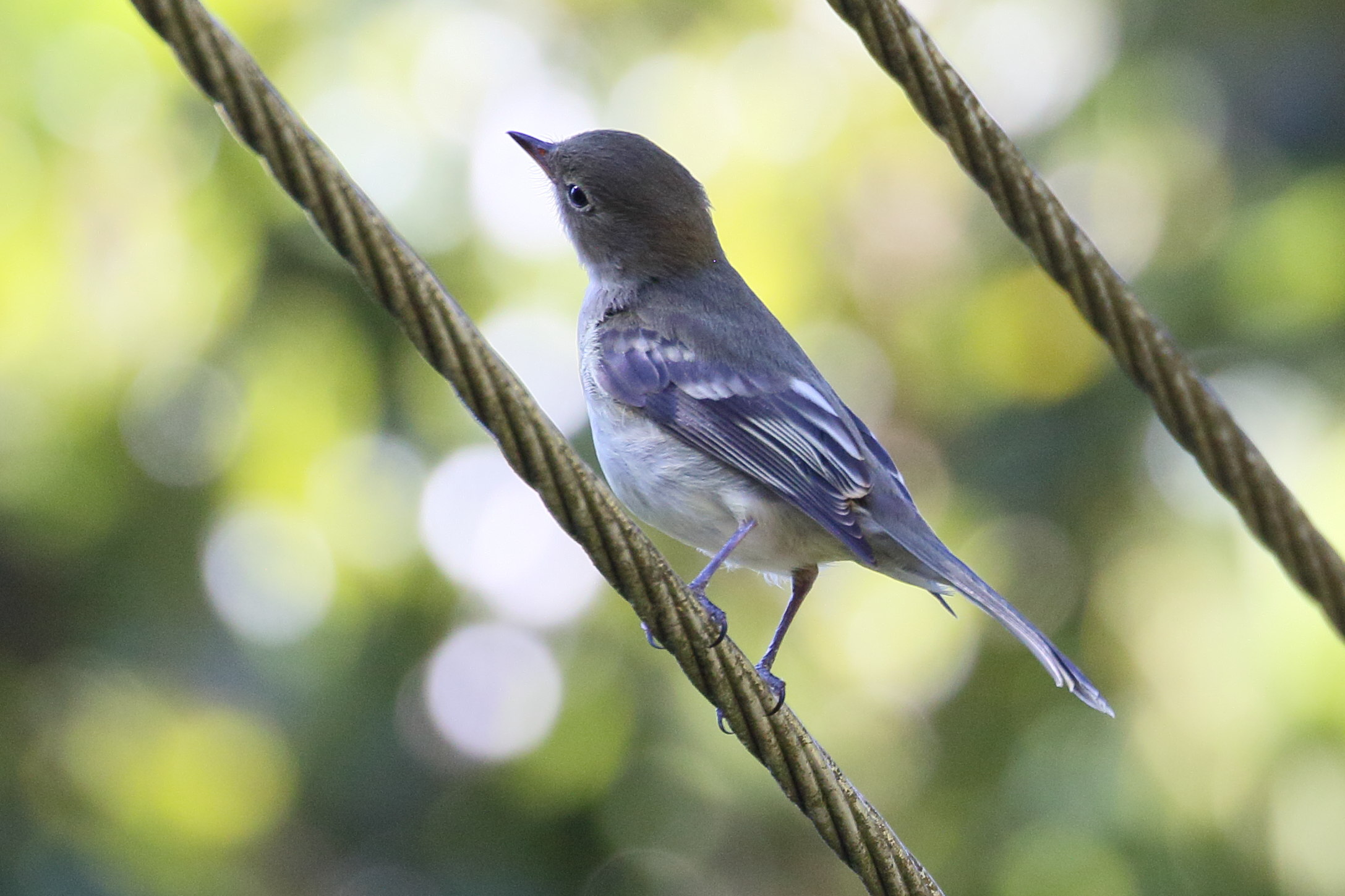 moucherolle_tchebec_-_empidonax_minimus1bd