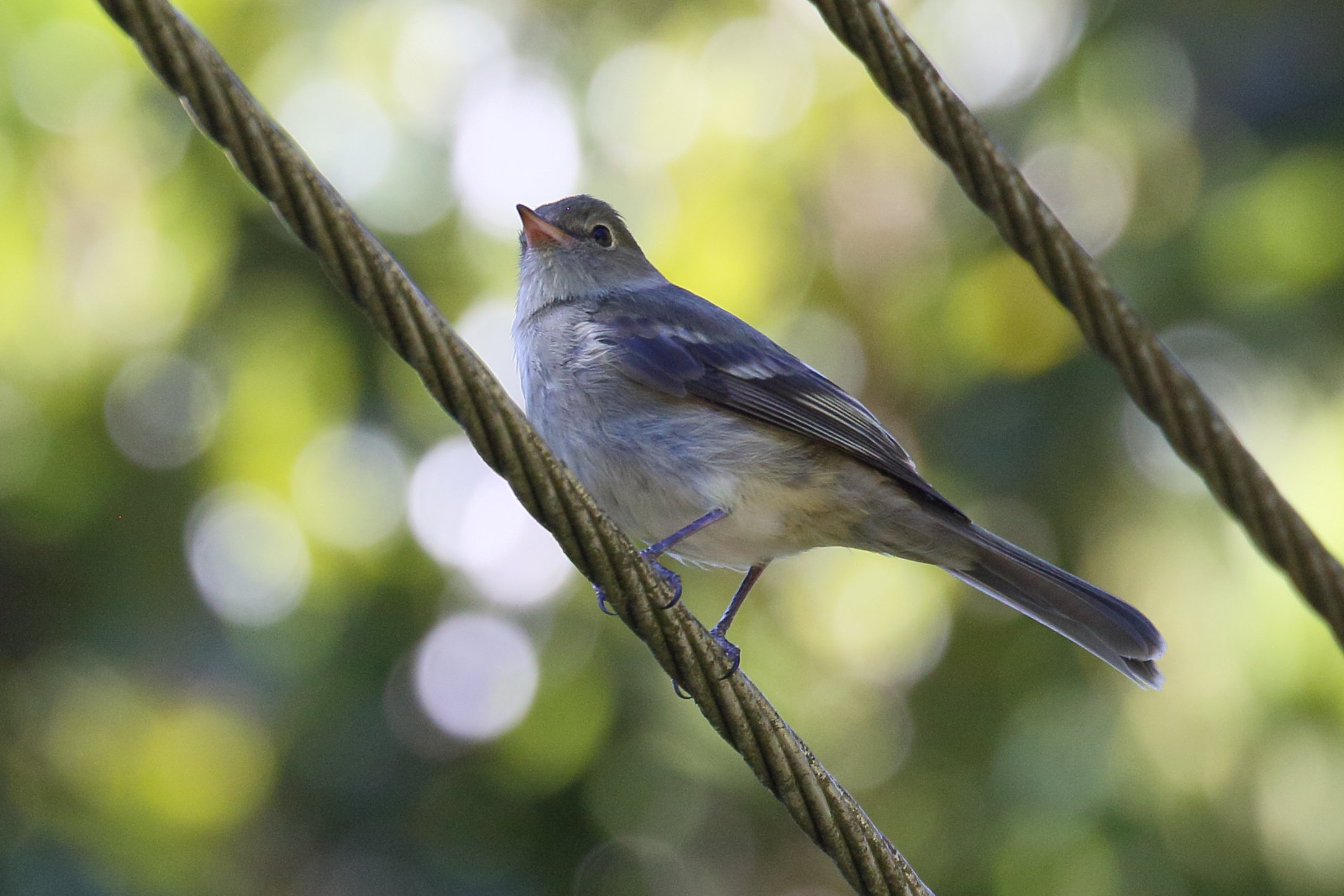 moucherolle_tchebec_-_empidonax_minimus2bd