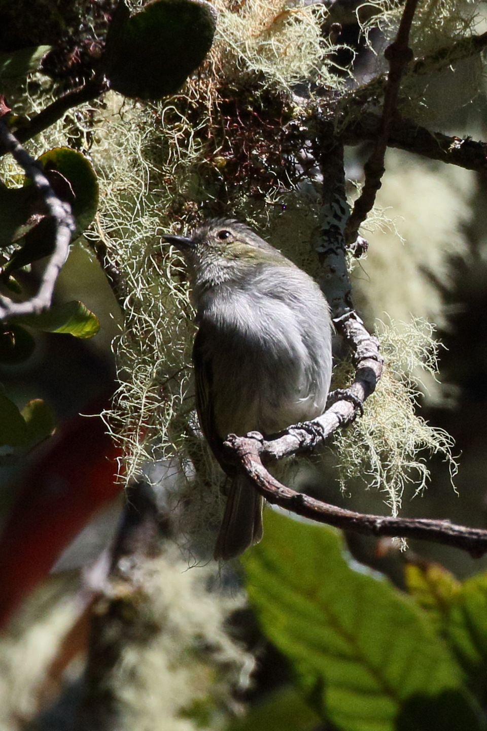 moucherolle_tchebec_-_empidonax_minimus3bd