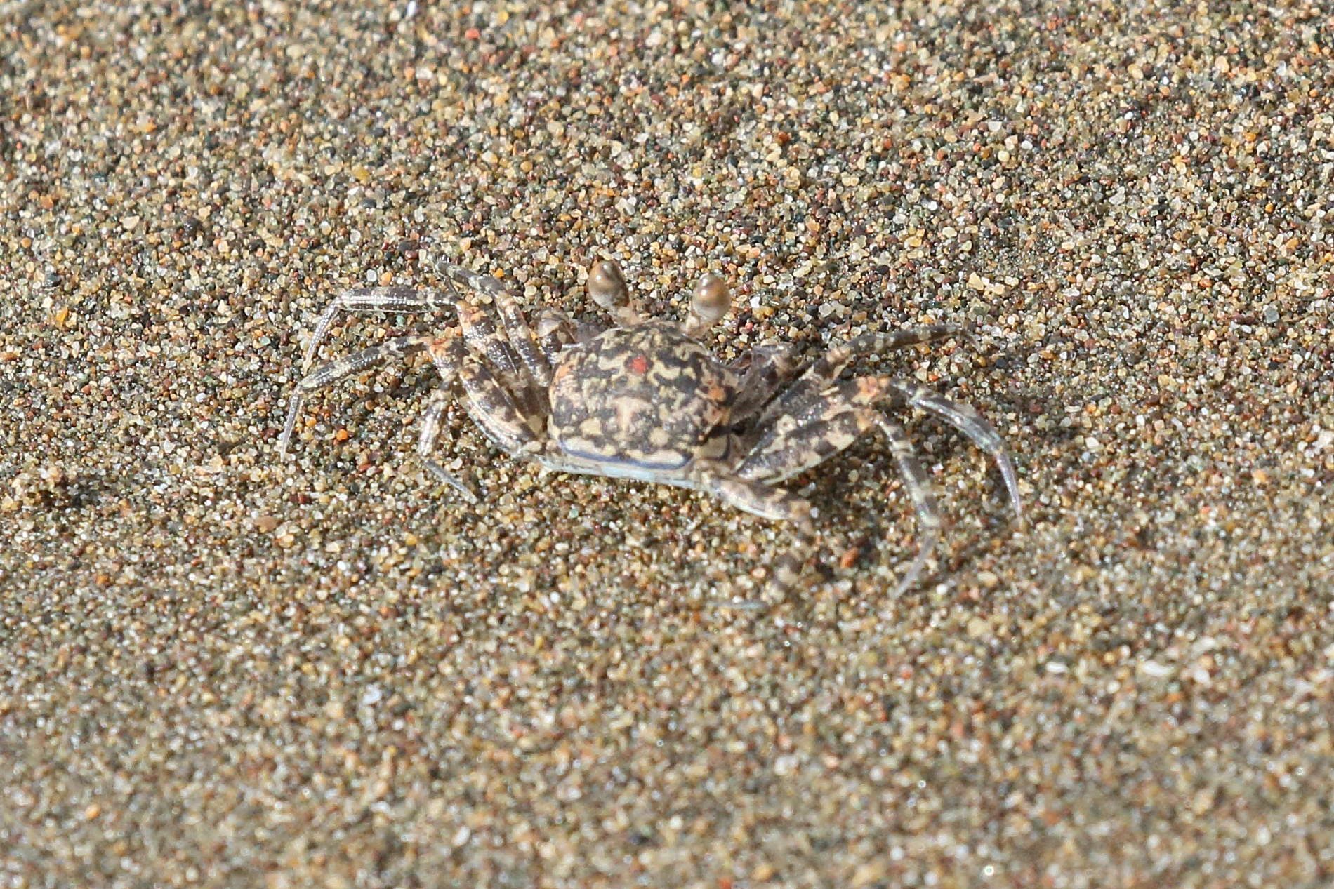 ocypode_occidentalis1bd