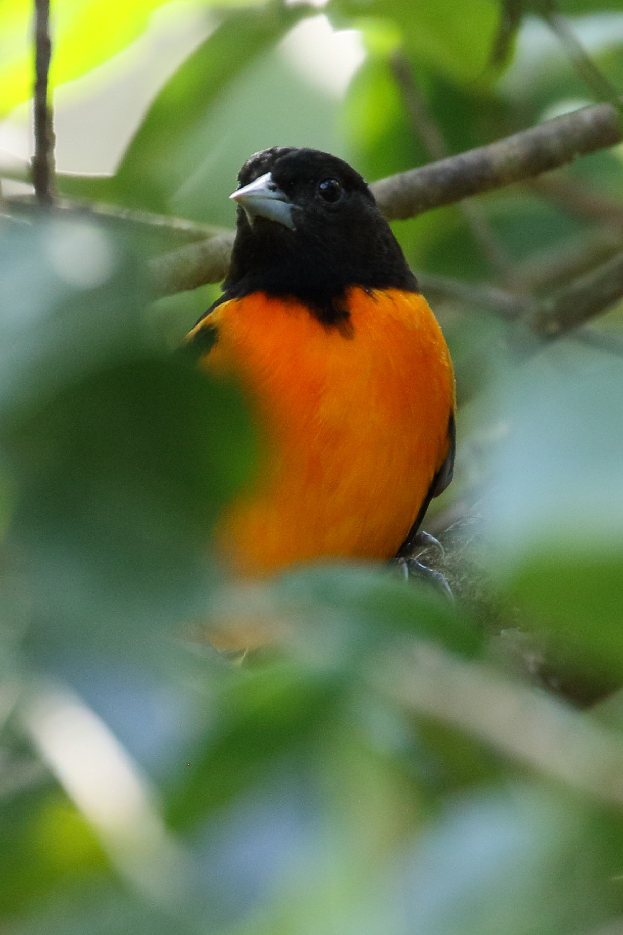oriole_du_nord_-_icterus_galbula1bd