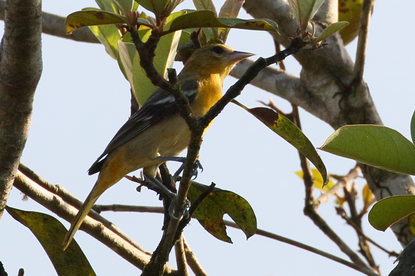 oriole_du_nord_-_icterus_galbula2bd