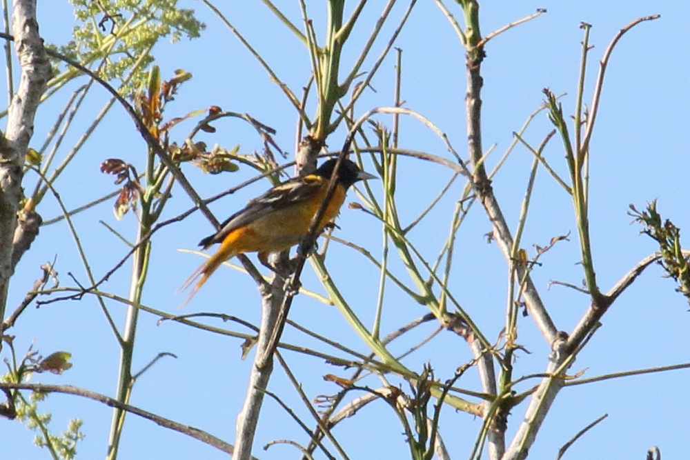oriole_du_nord_-_icterus_galbula3md