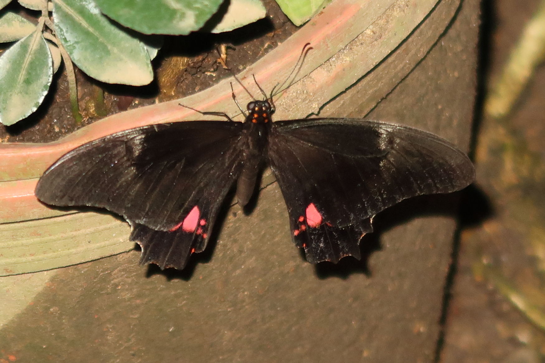 Afficher le média papilio_anchisiades_idaeus1md papilio_anchisiades_idaeus1md