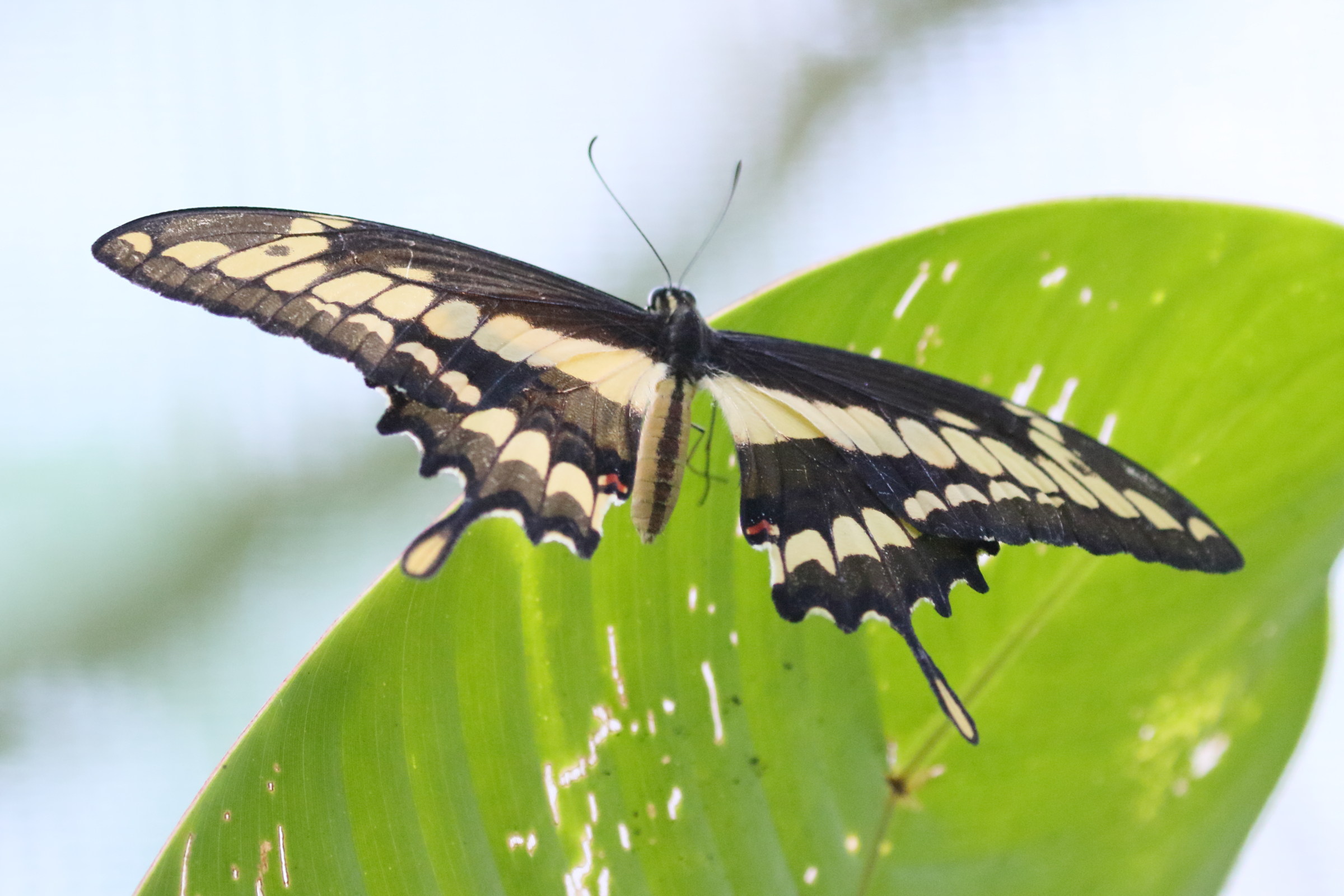 papilio_thoas_nealces2bd