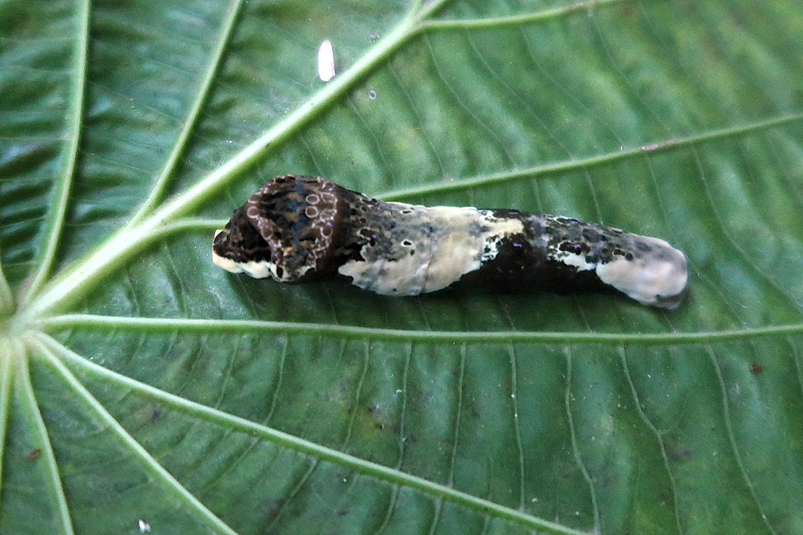 papilio_thoas_nealces_ch1md