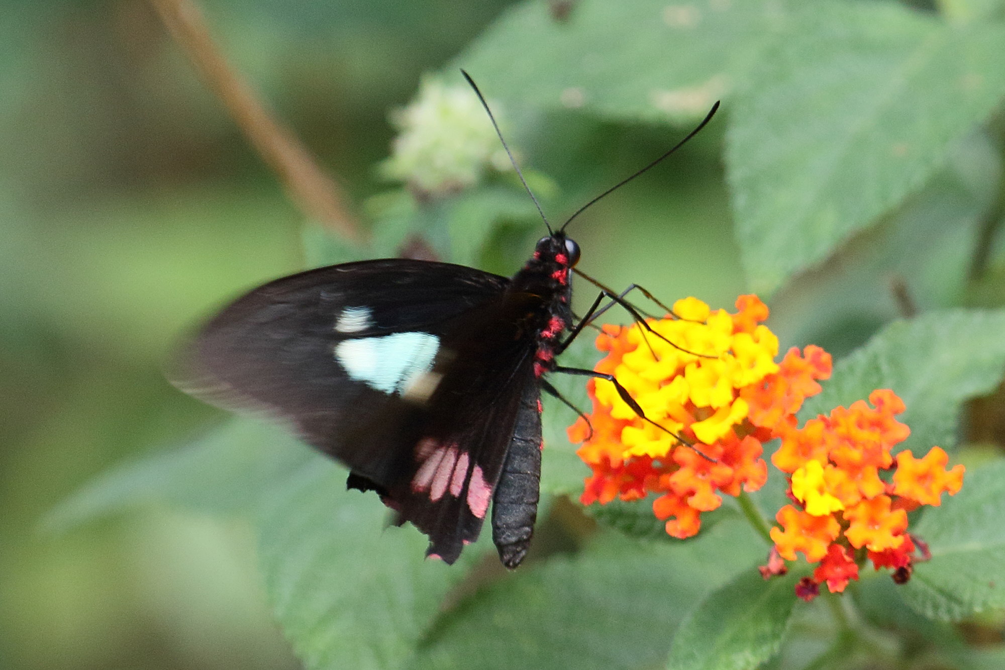 papilio_torquatus_tolmides2md