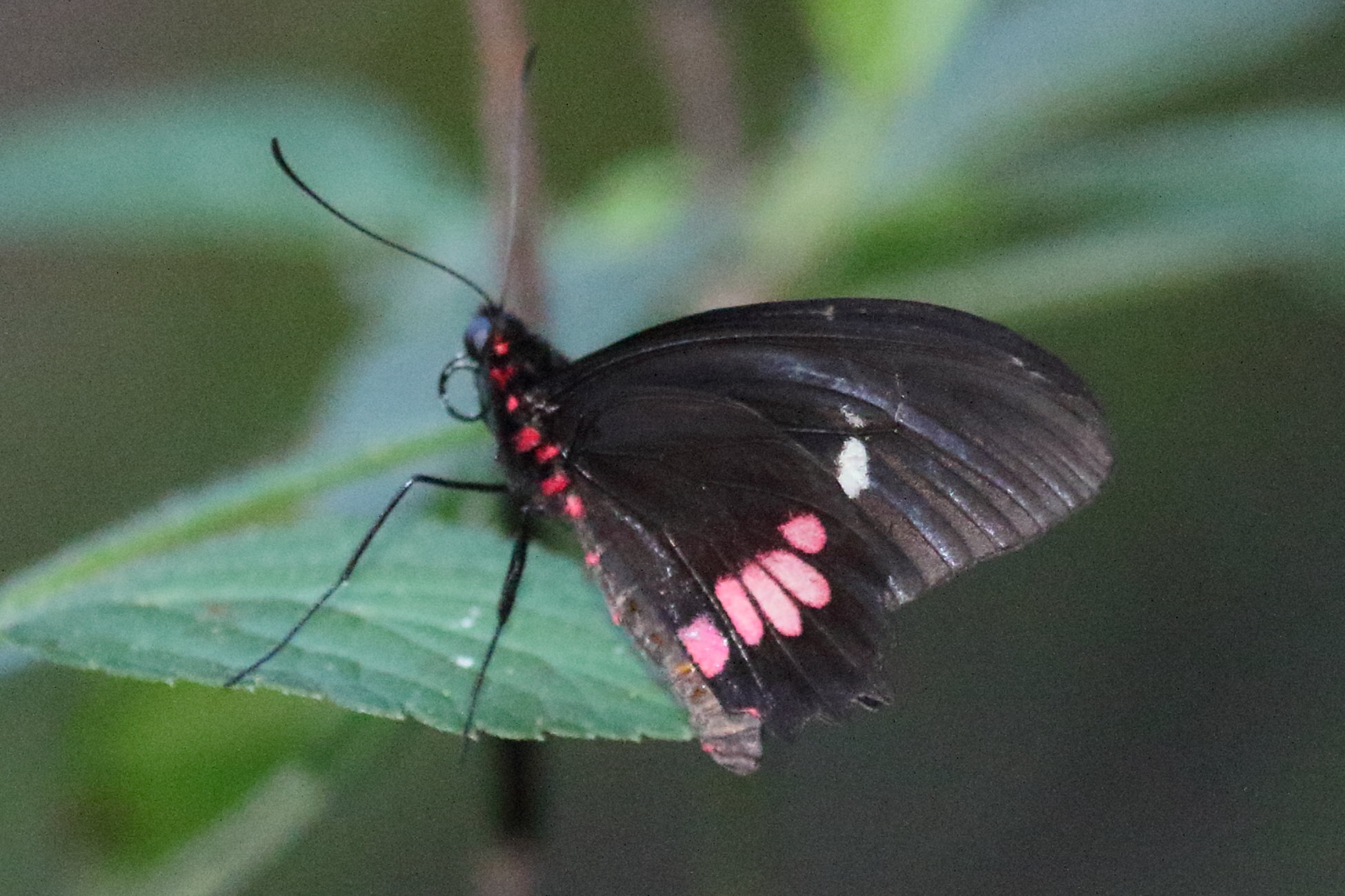parides_iphidamas_iphidamas1bd