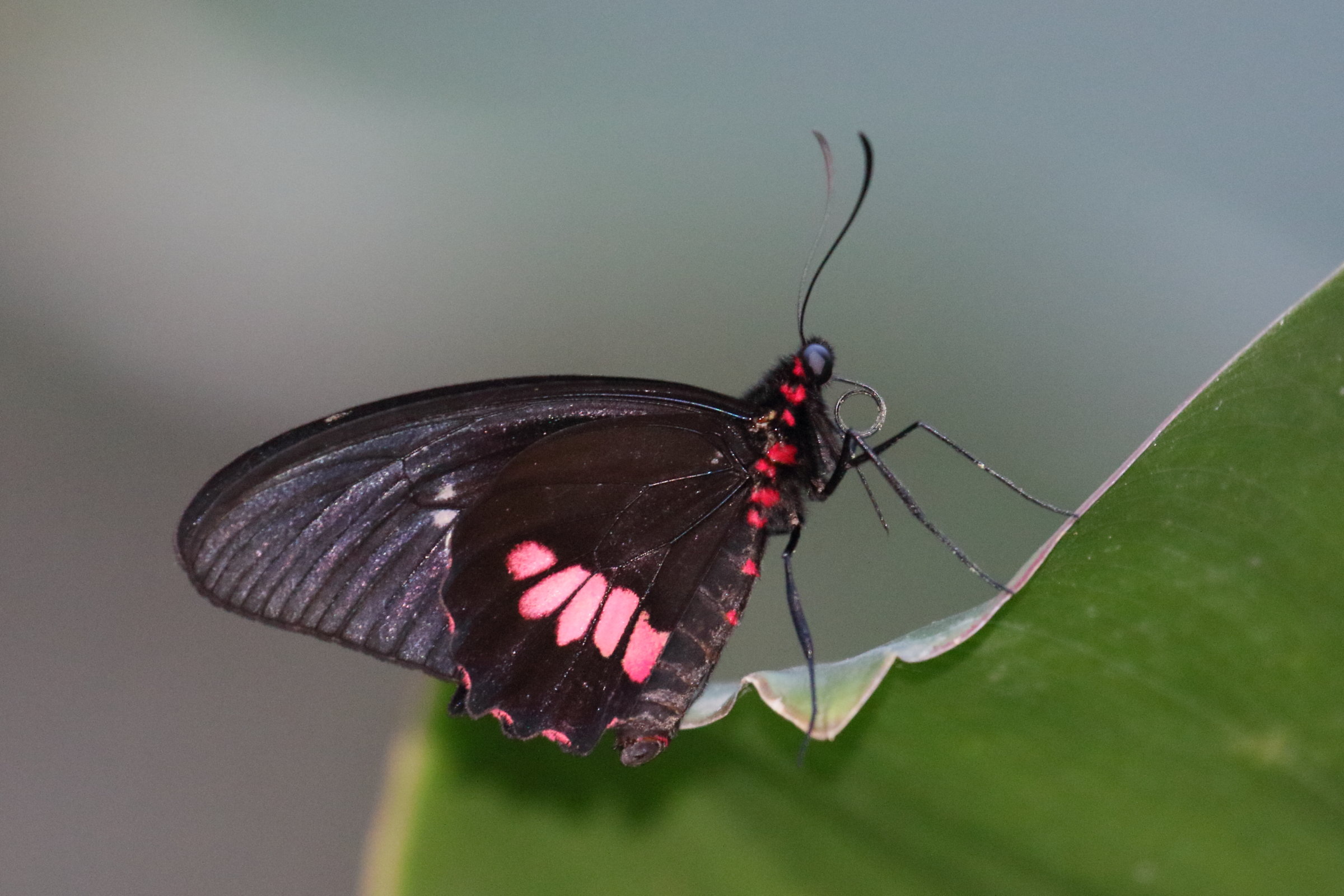parides_iphidamas_iphidamas2md