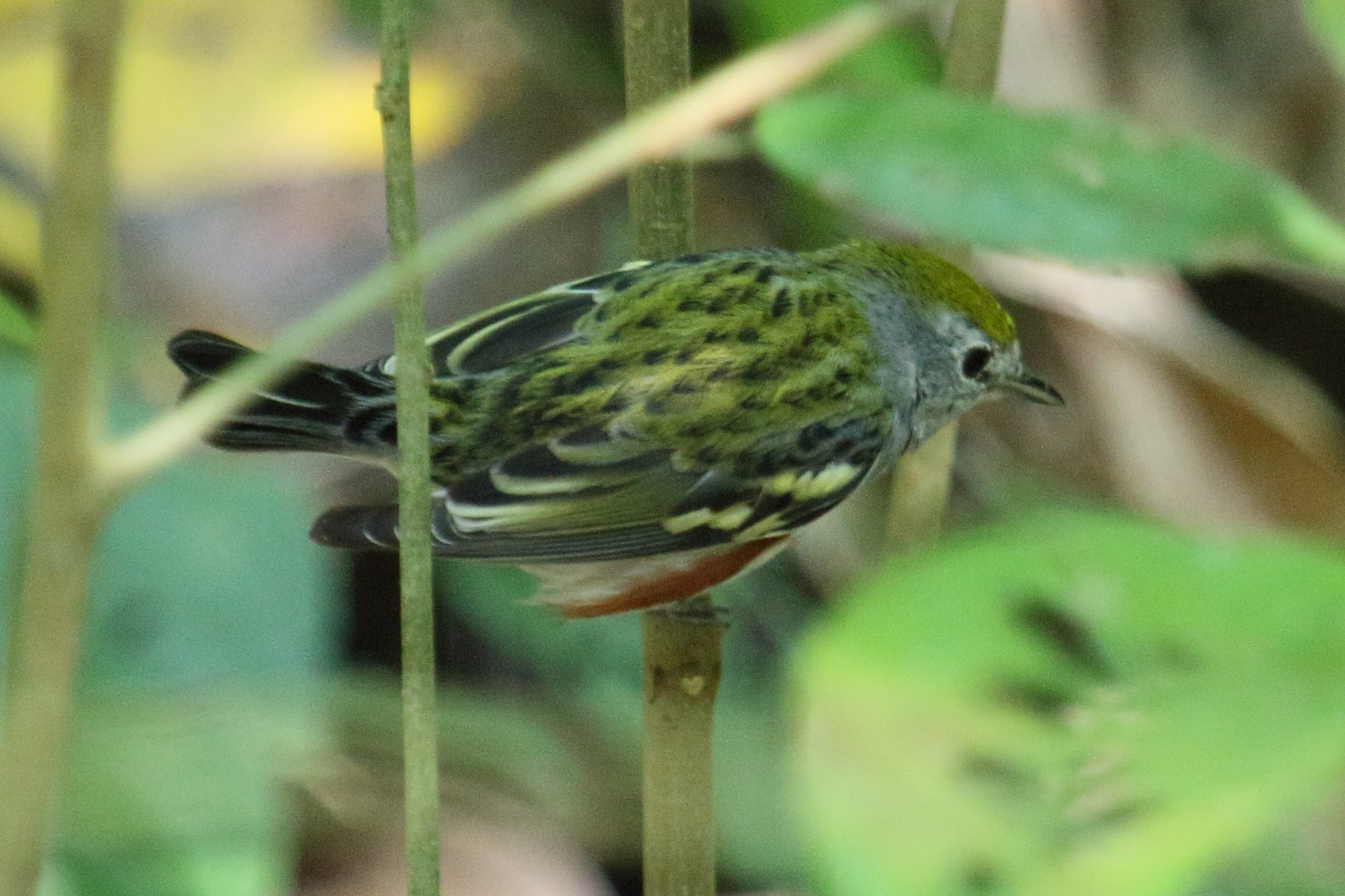 paruline_a_flancs_marrons_-_setophaga_pensylvanica1md