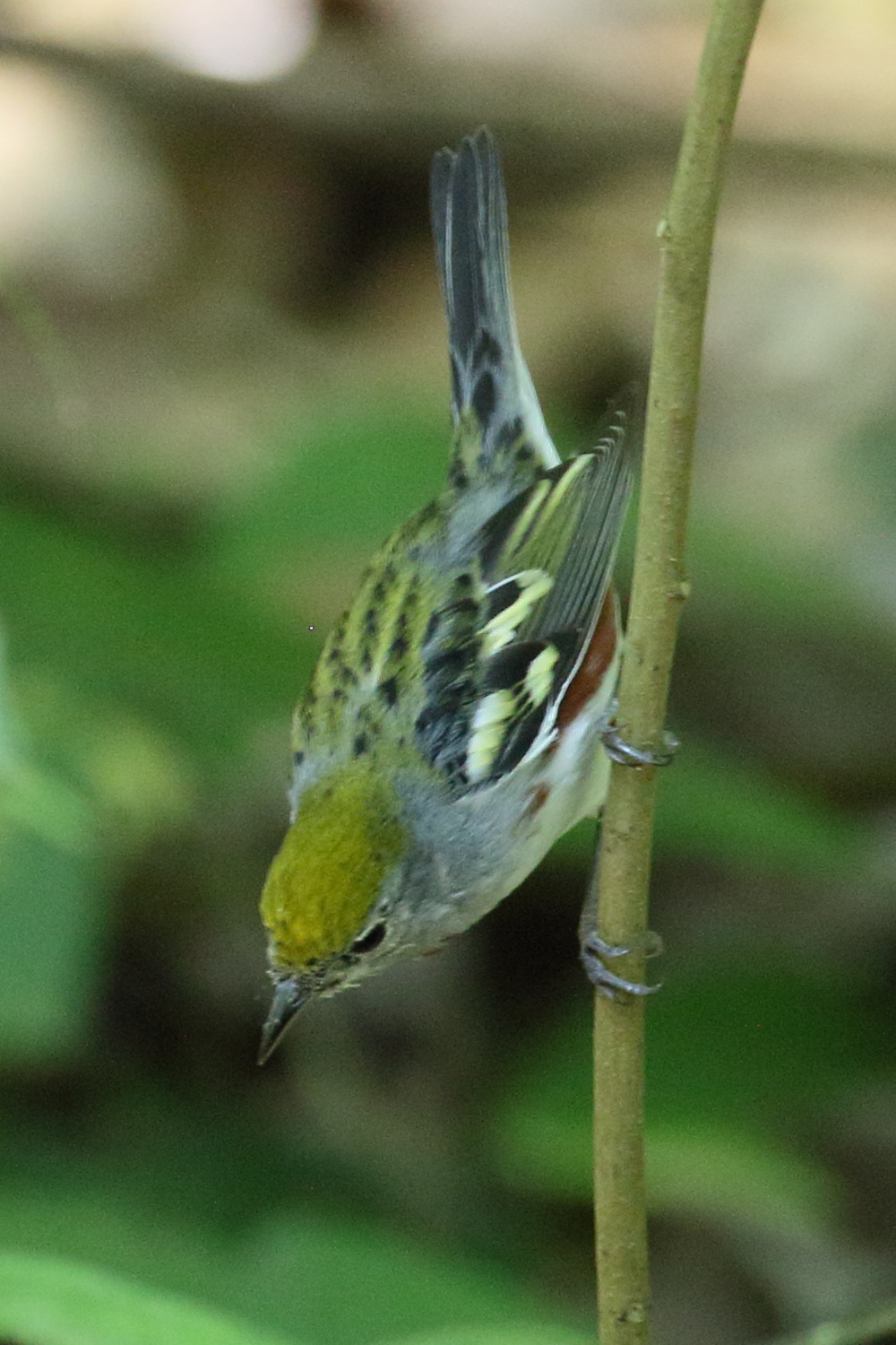 paruline_a_flancs_marrons_-_setophaga_pensylvanica2bd