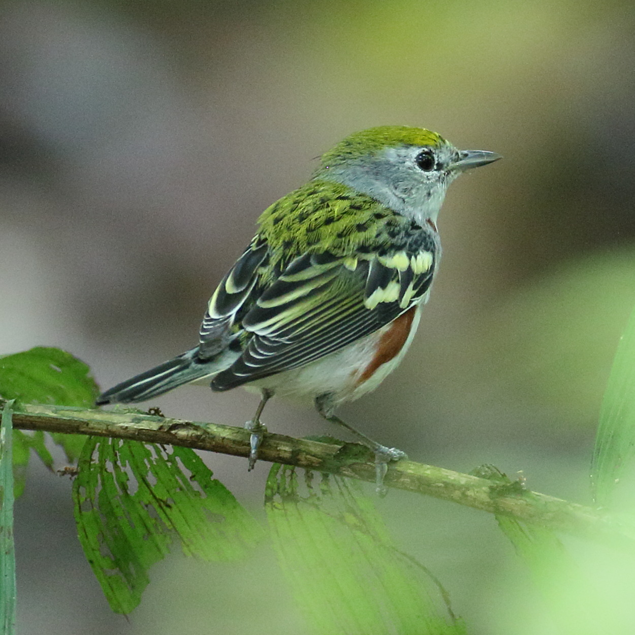 paruline_a_flancs_marrons_-_setophaga_pensylvanica3bd