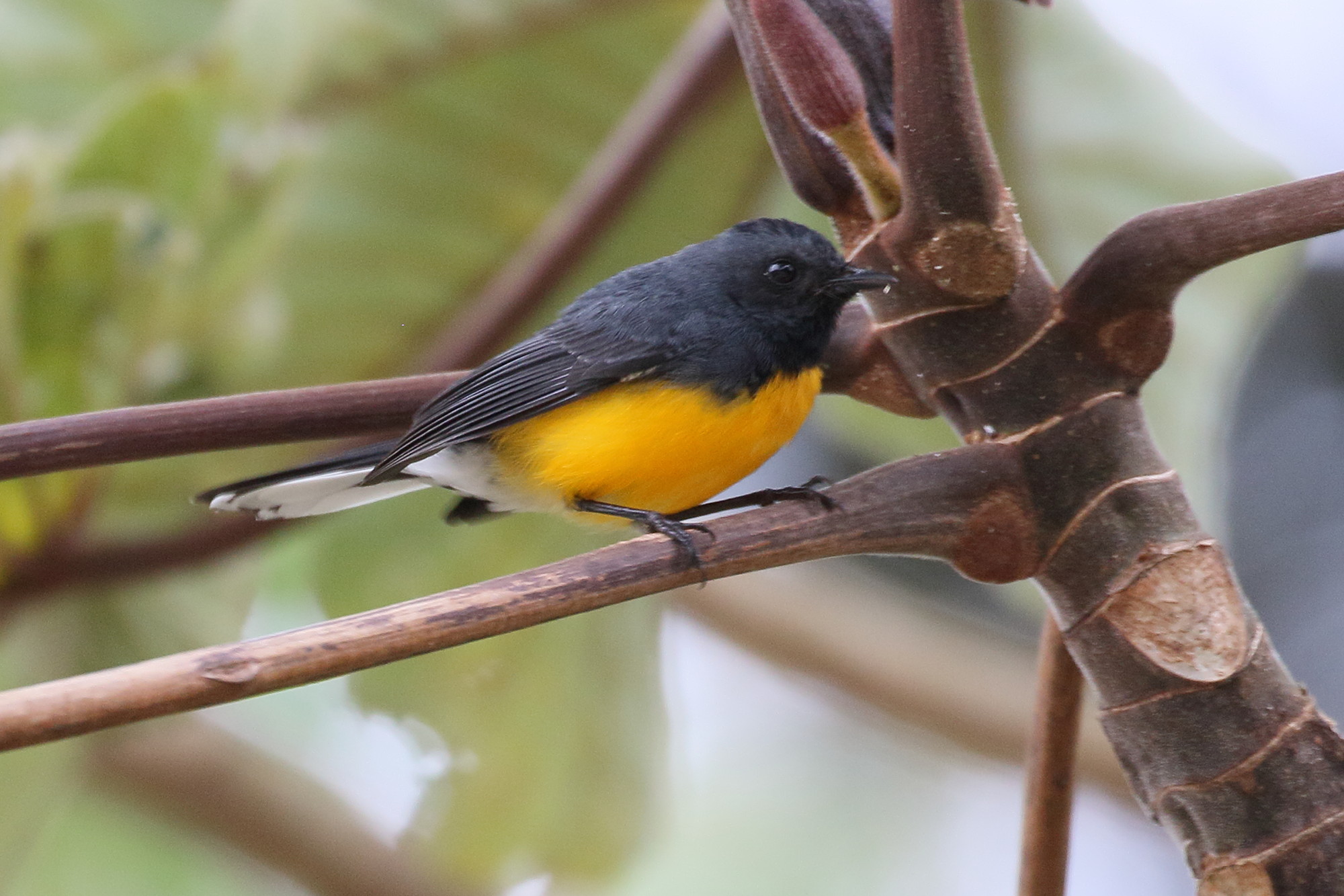 paruline_ardoisee_-_myioborus_miniatus1bd