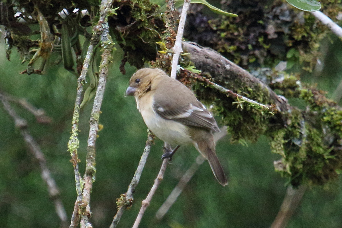 paruline_jaune_-_setophaga_aestiva1md