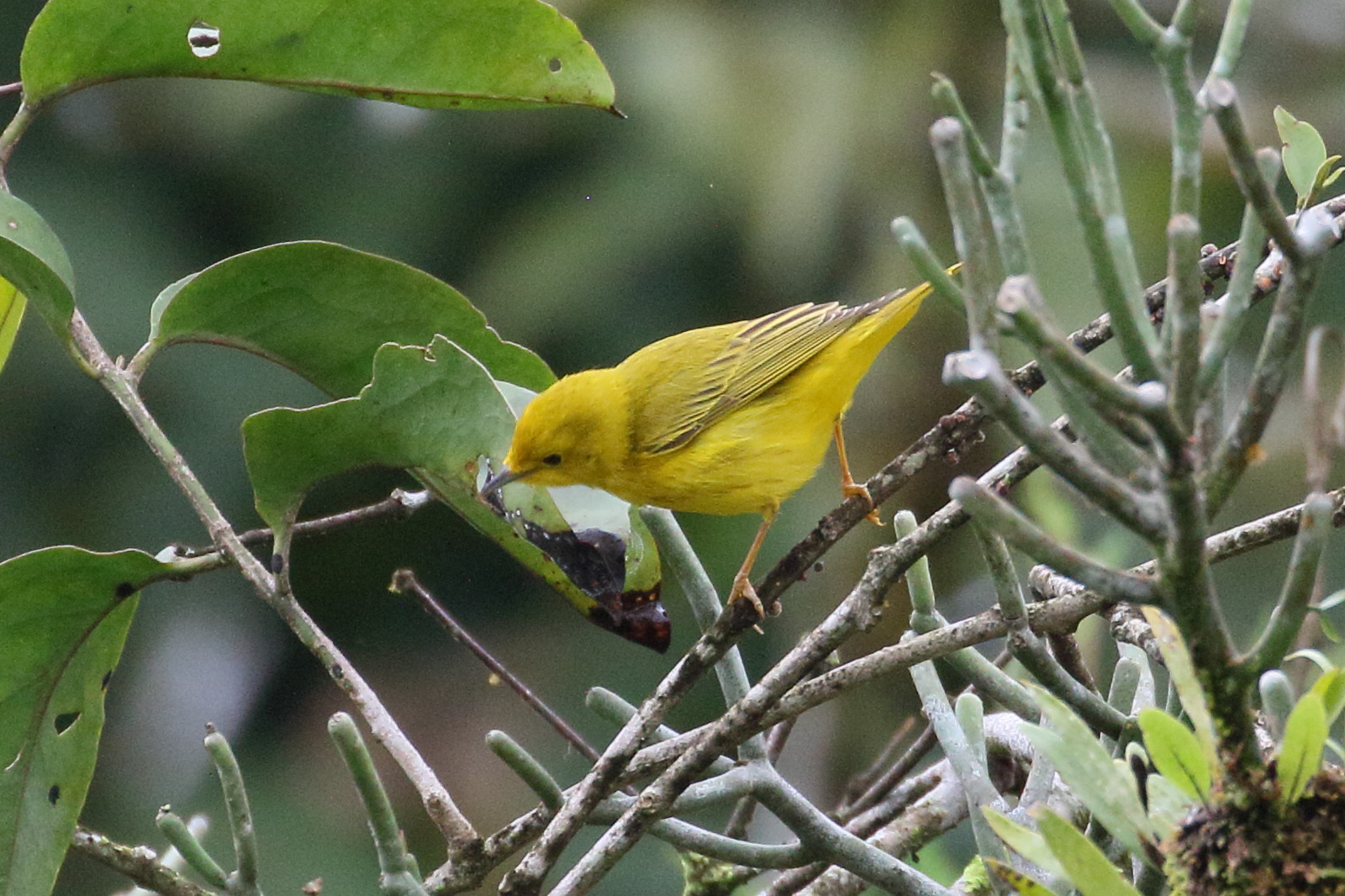 paruline_jaune_-_setophaga_aestiva2bd