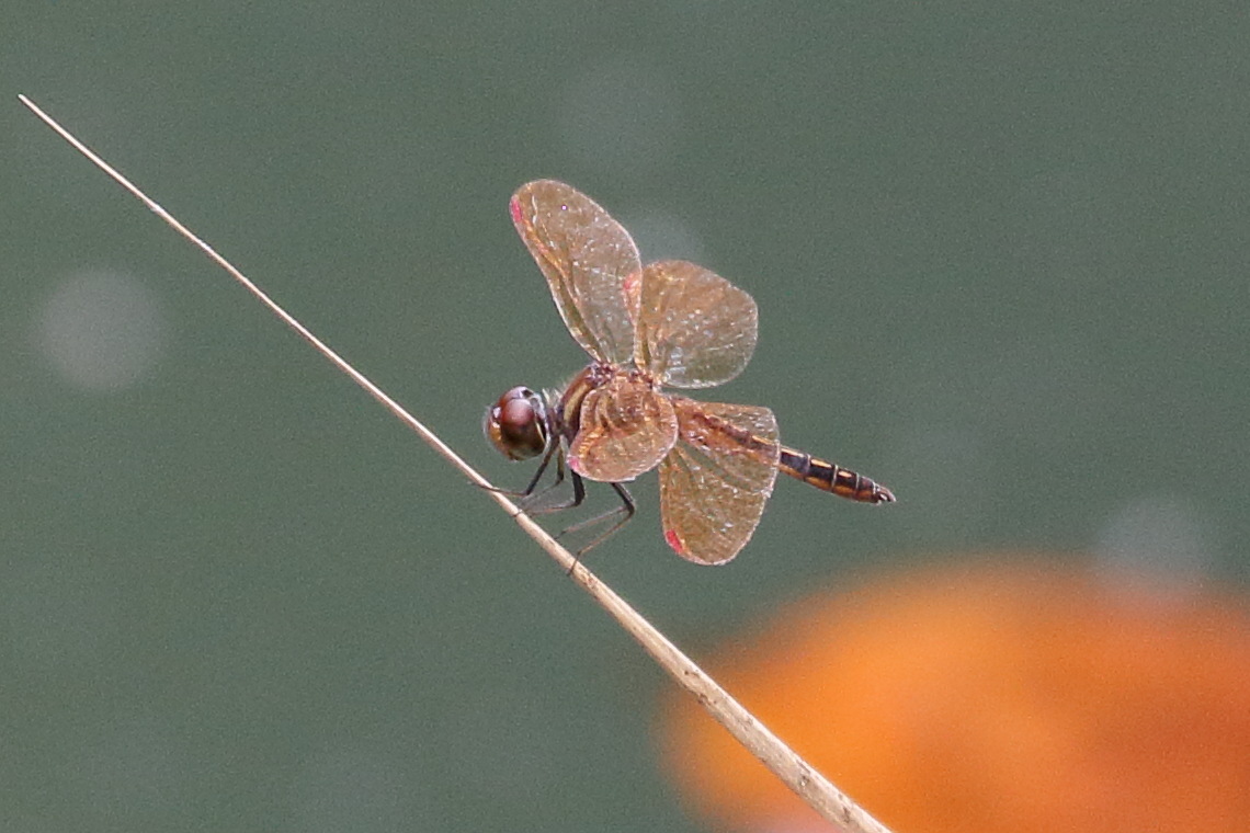 perithemis_domitia1bd