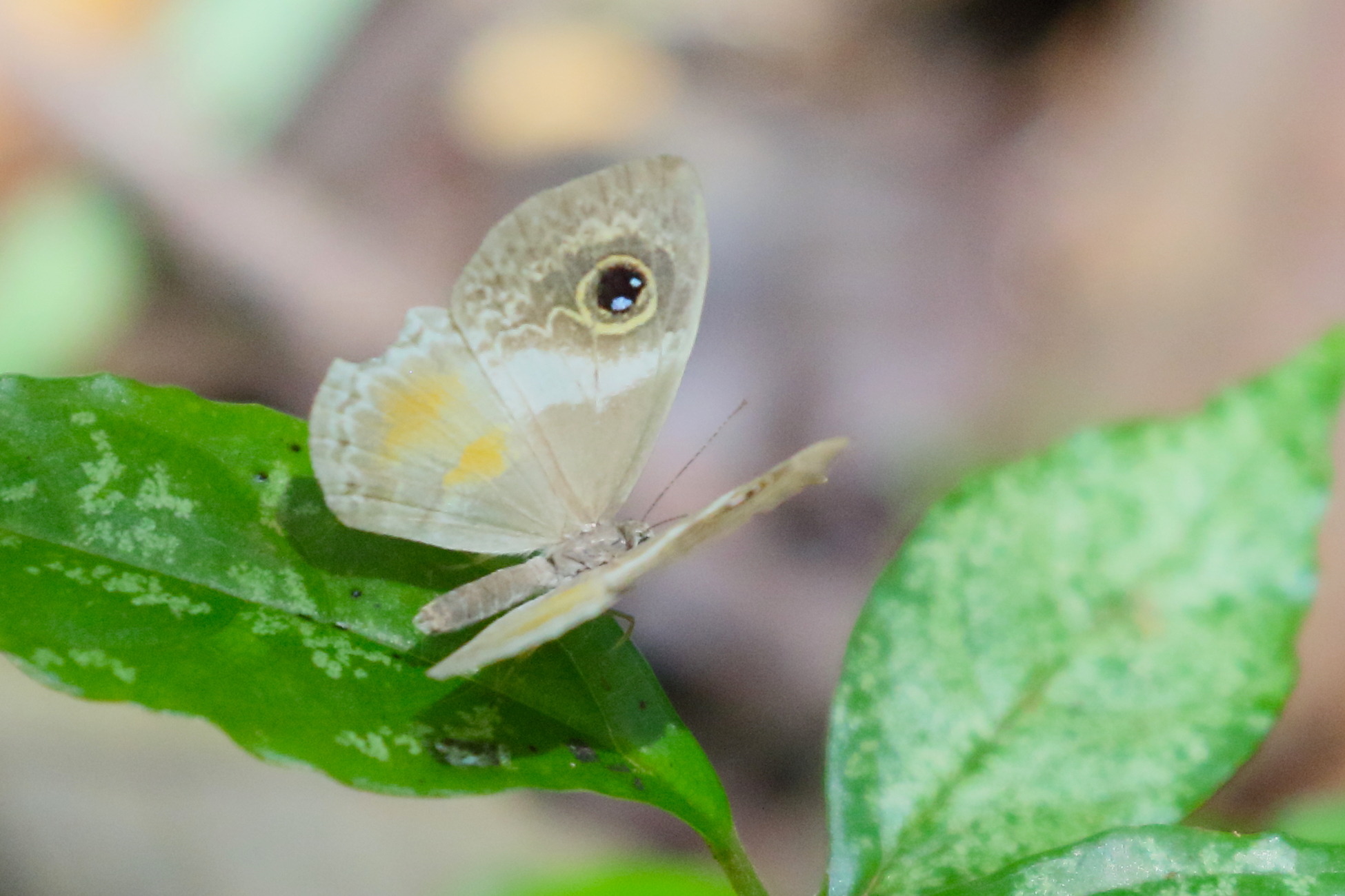 perophthalma_lasus1bd