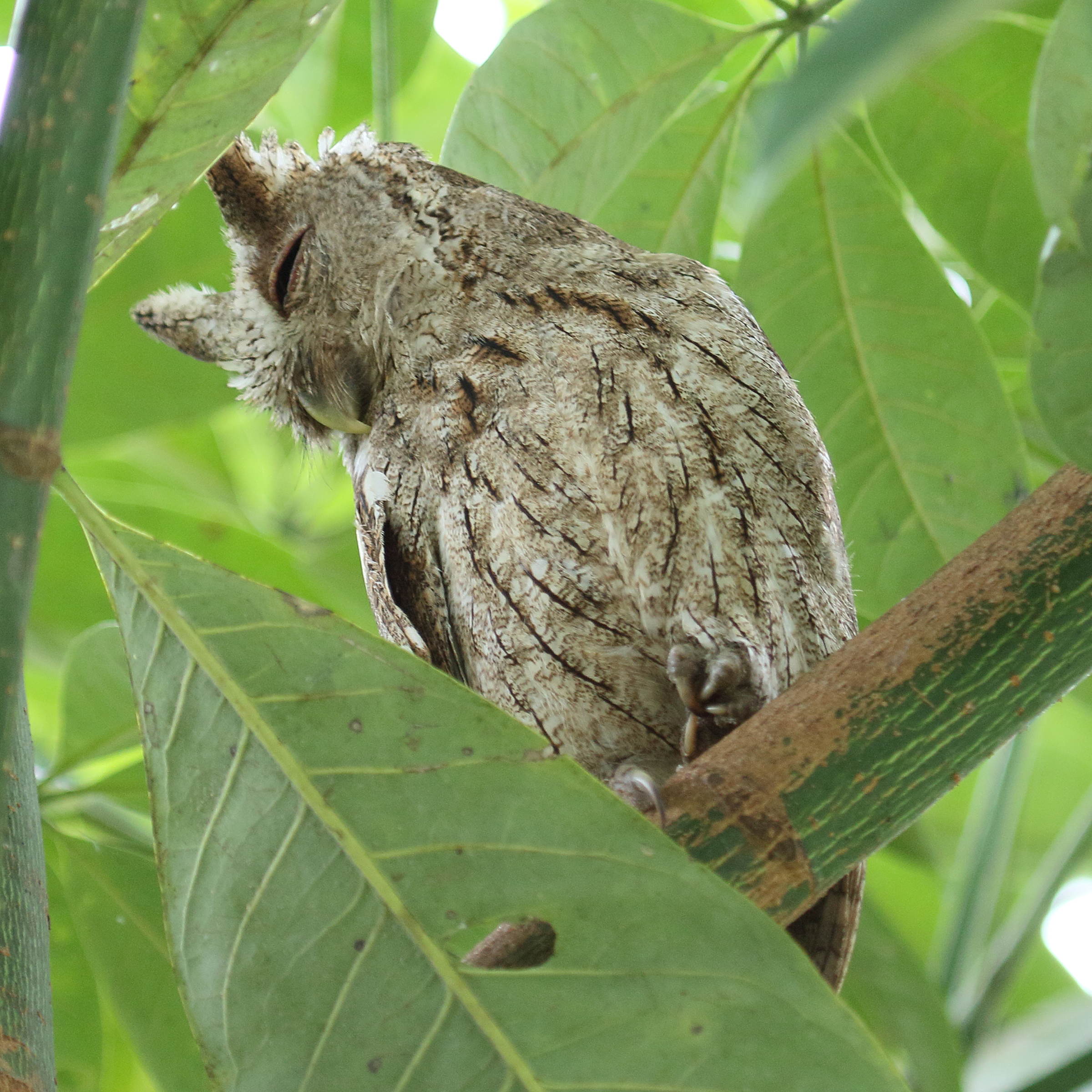 petit-duc_de_cooper_-_megascops_cooperi1md