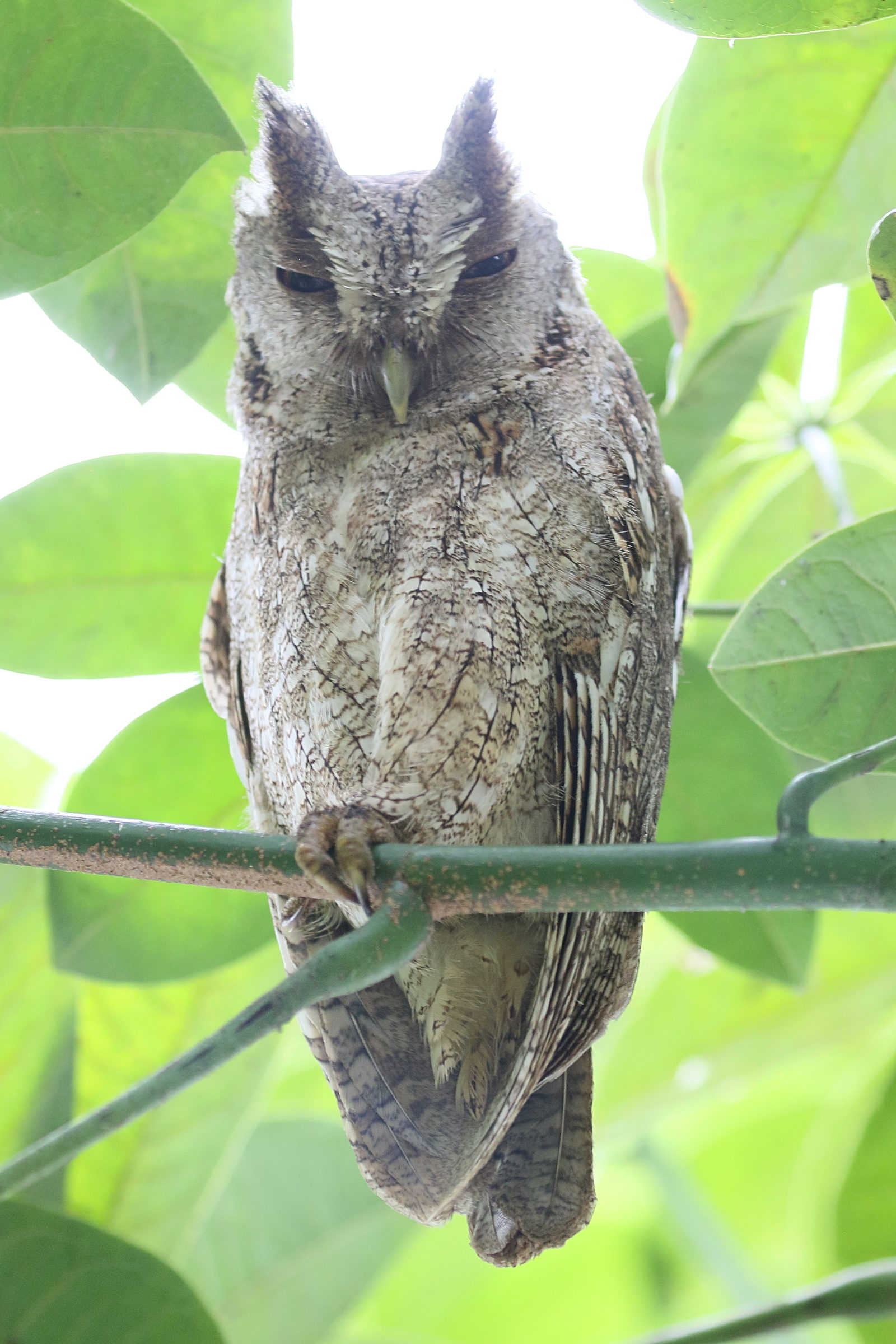 petit-duc_de_cooper_-_megascops_cooperi2bd