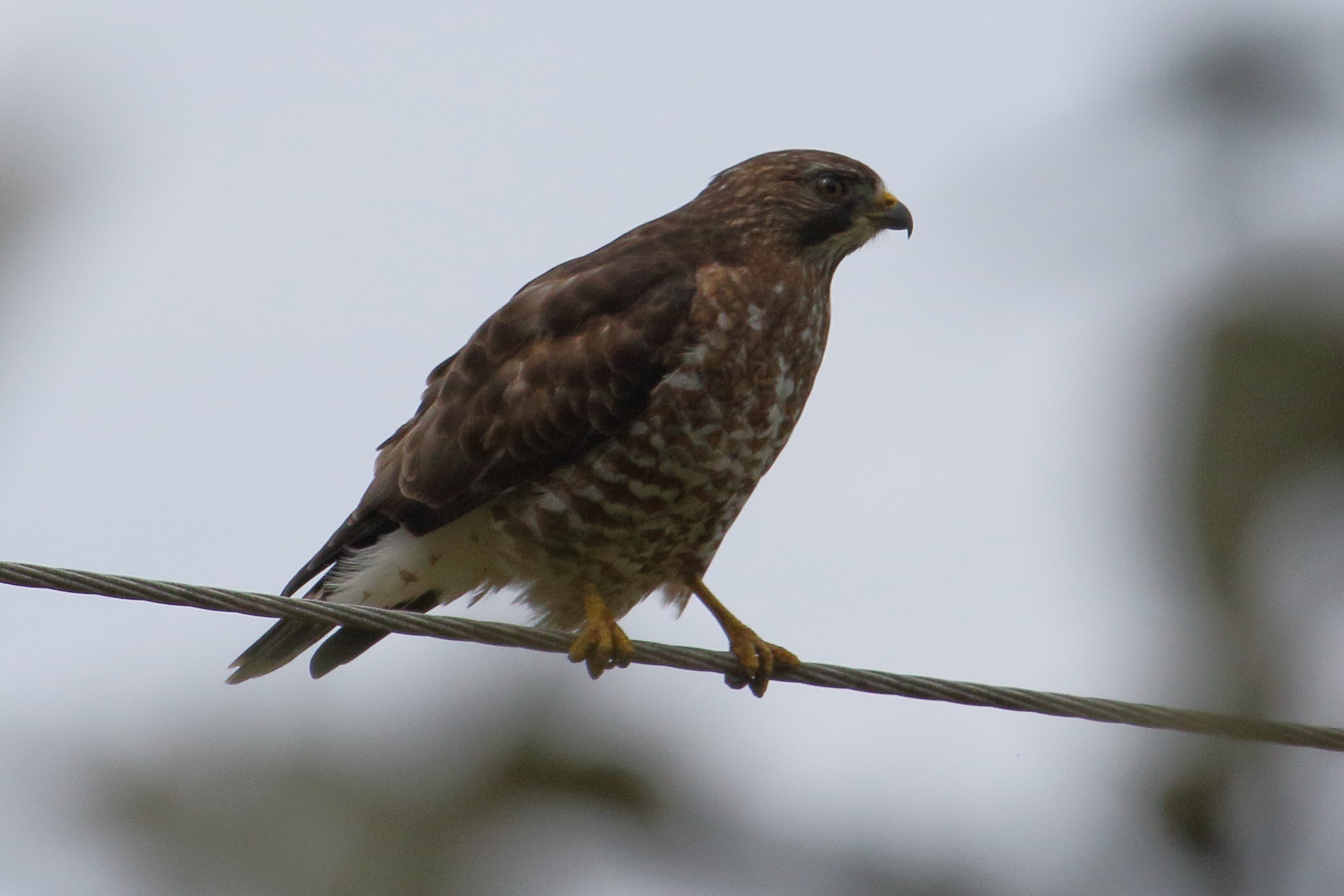 petite_buse_-_buteo_platypterus1md