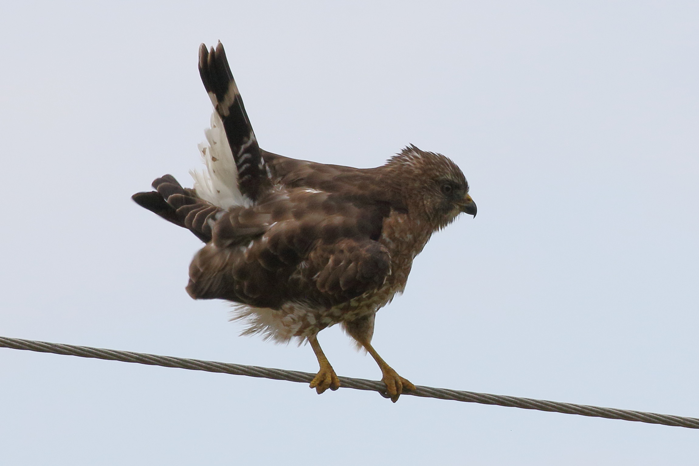 petite_buse_-_buteo_platypterus2bd