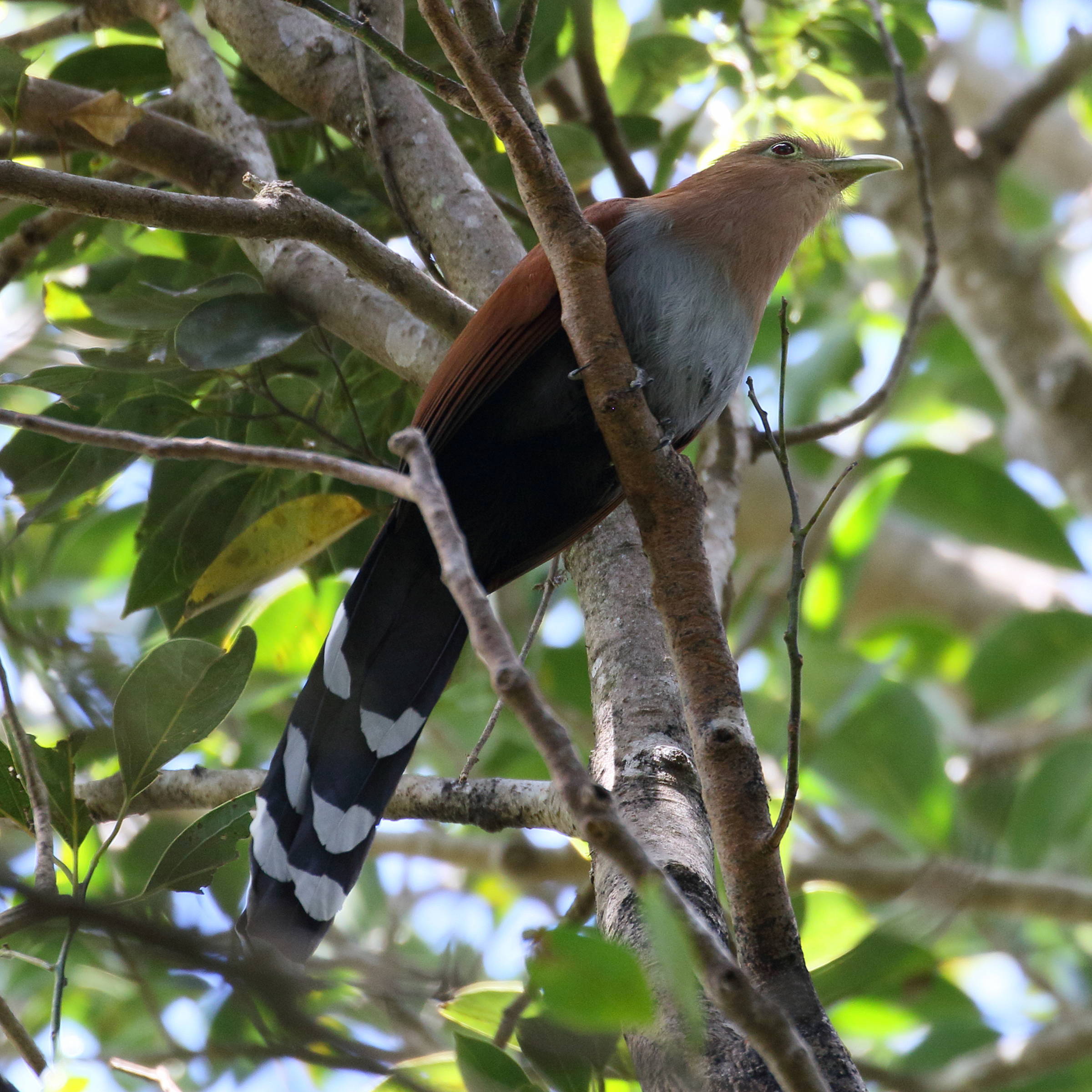 piaye_ecureuil_-_piaya_cayana1bd