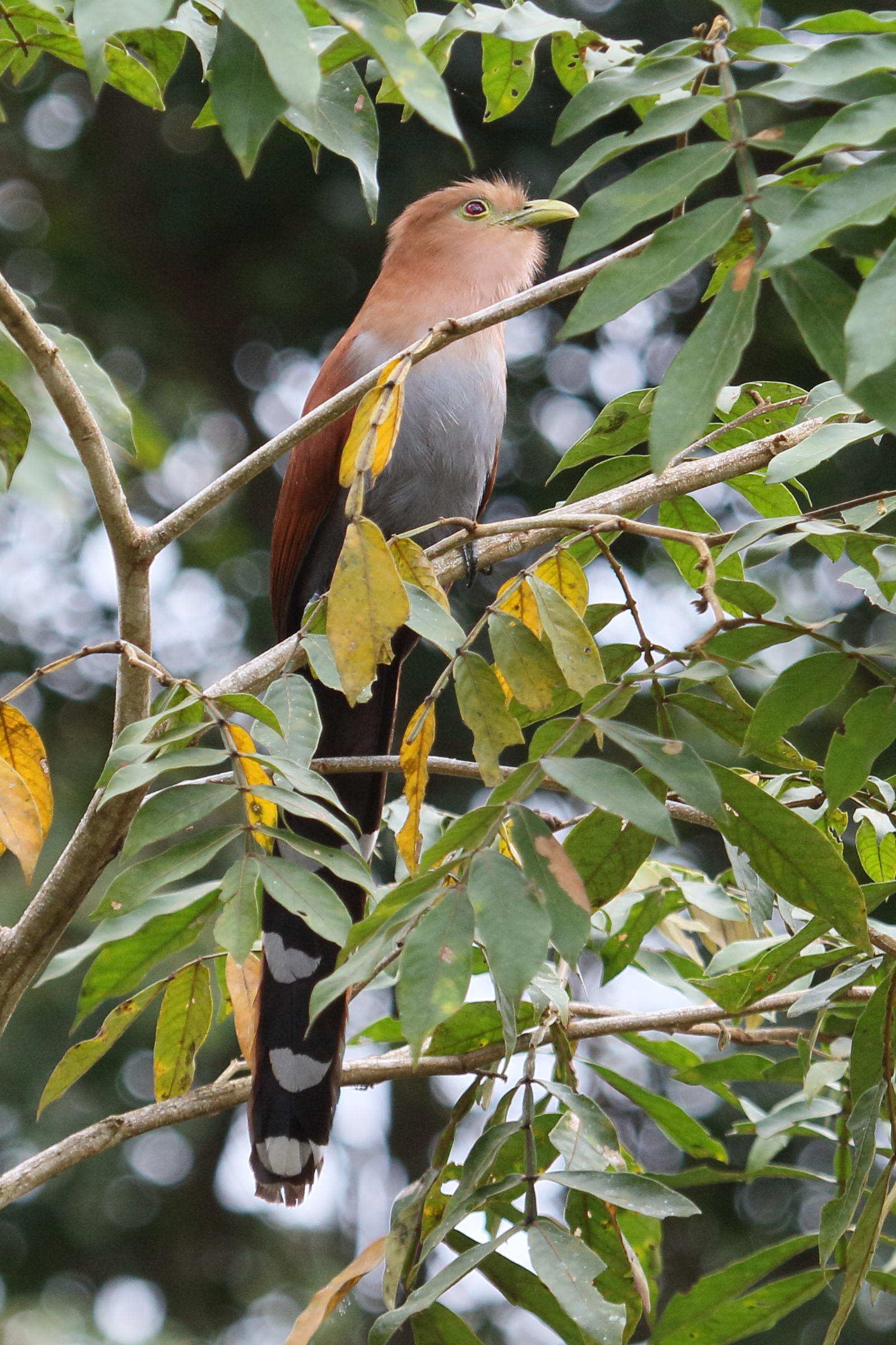 piaye_ecureuil_-_piaya_cayana2md