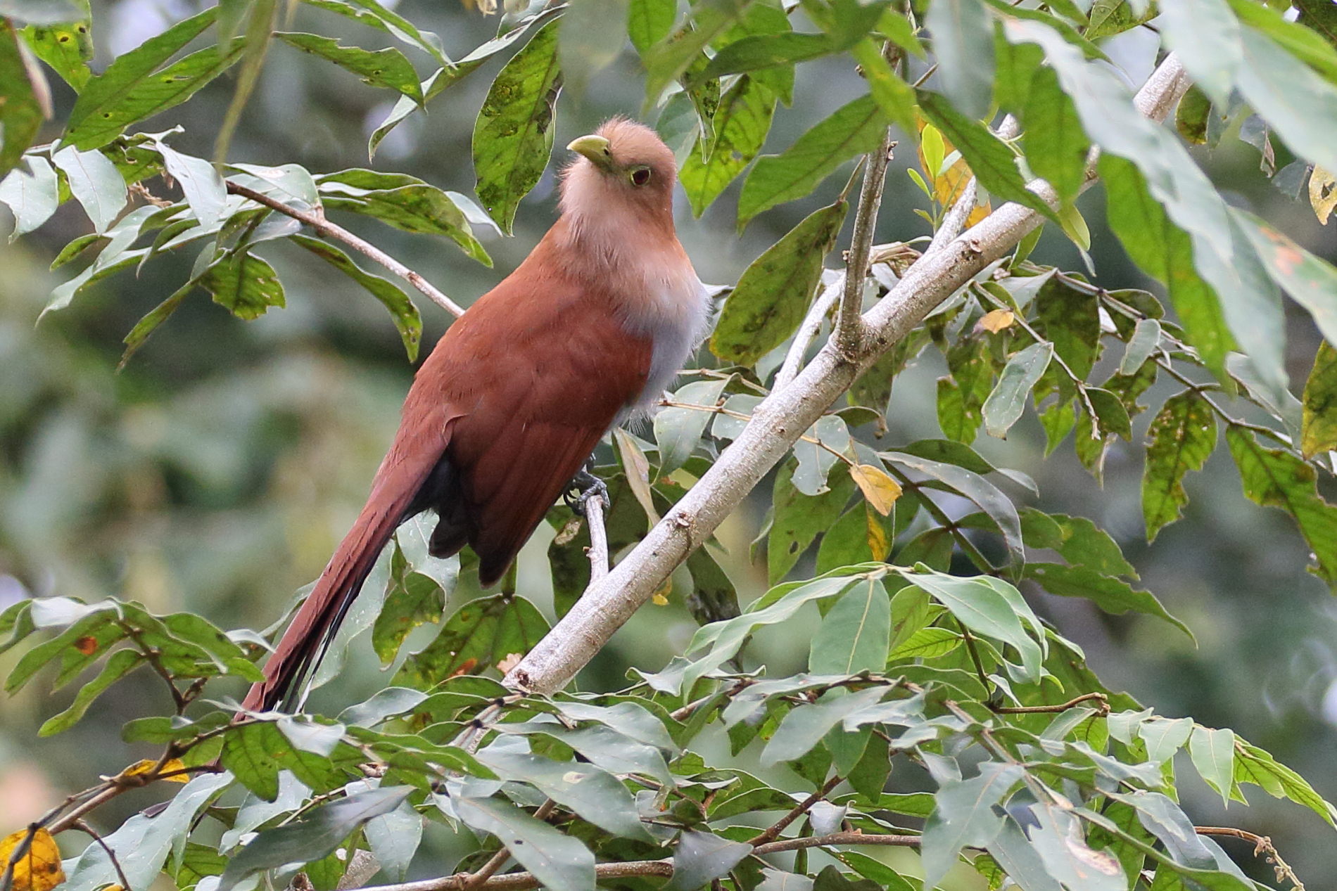 piaye_ecureuil_-_piaya_cayana3bd