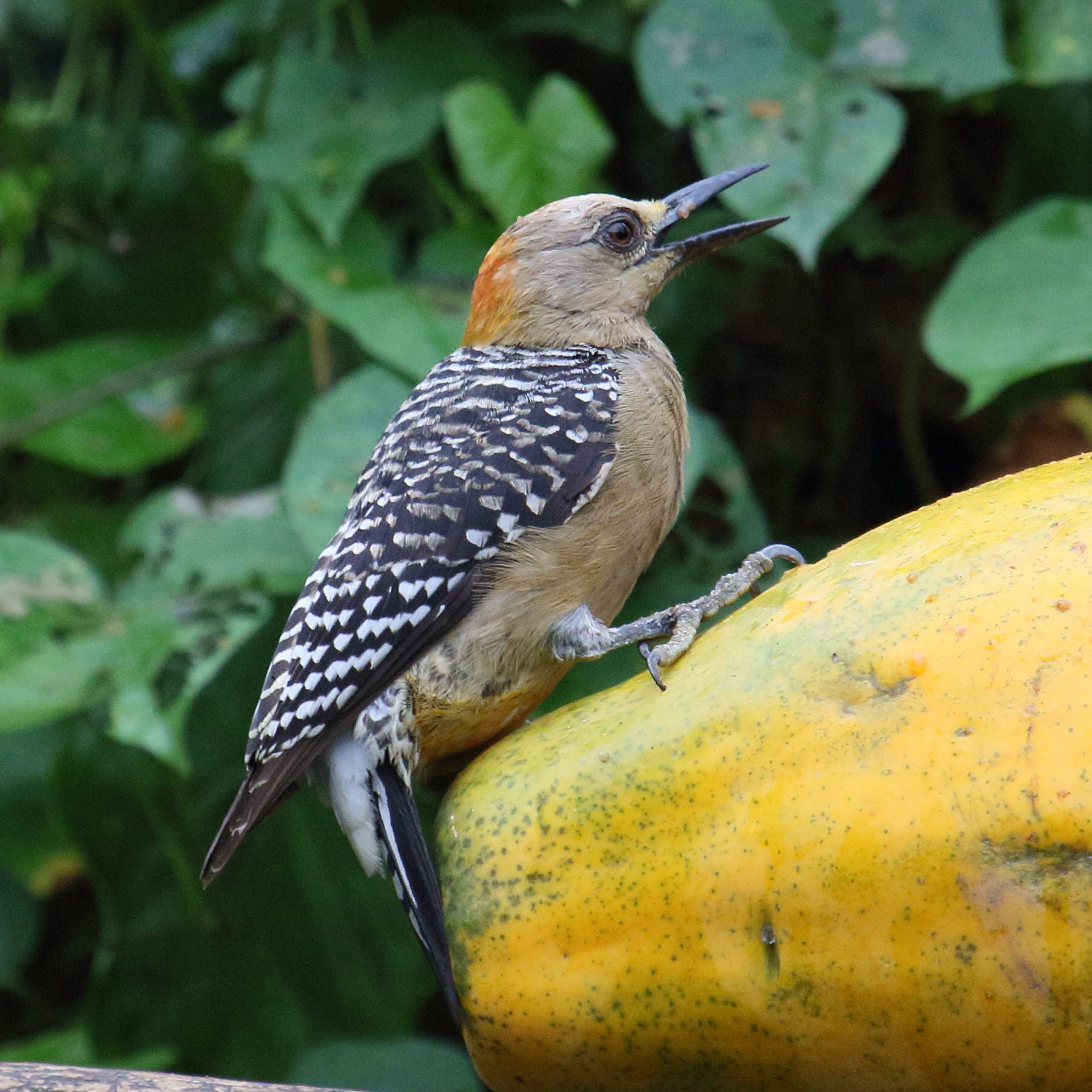 pic_de_hoffmann_-_melanerpes_hoffmannii4md