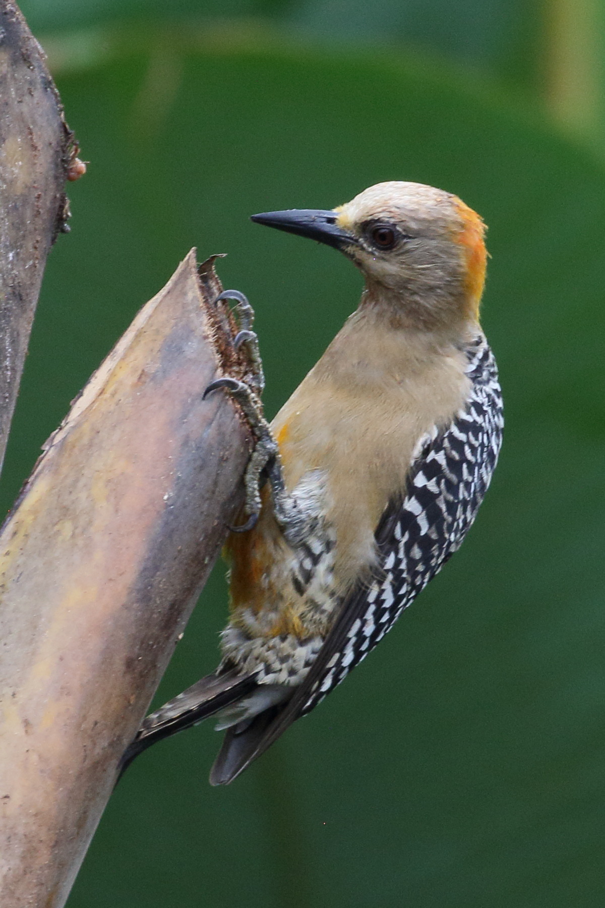 pic_de_hoffmann_-_melanerpes_hoffmannii5bd