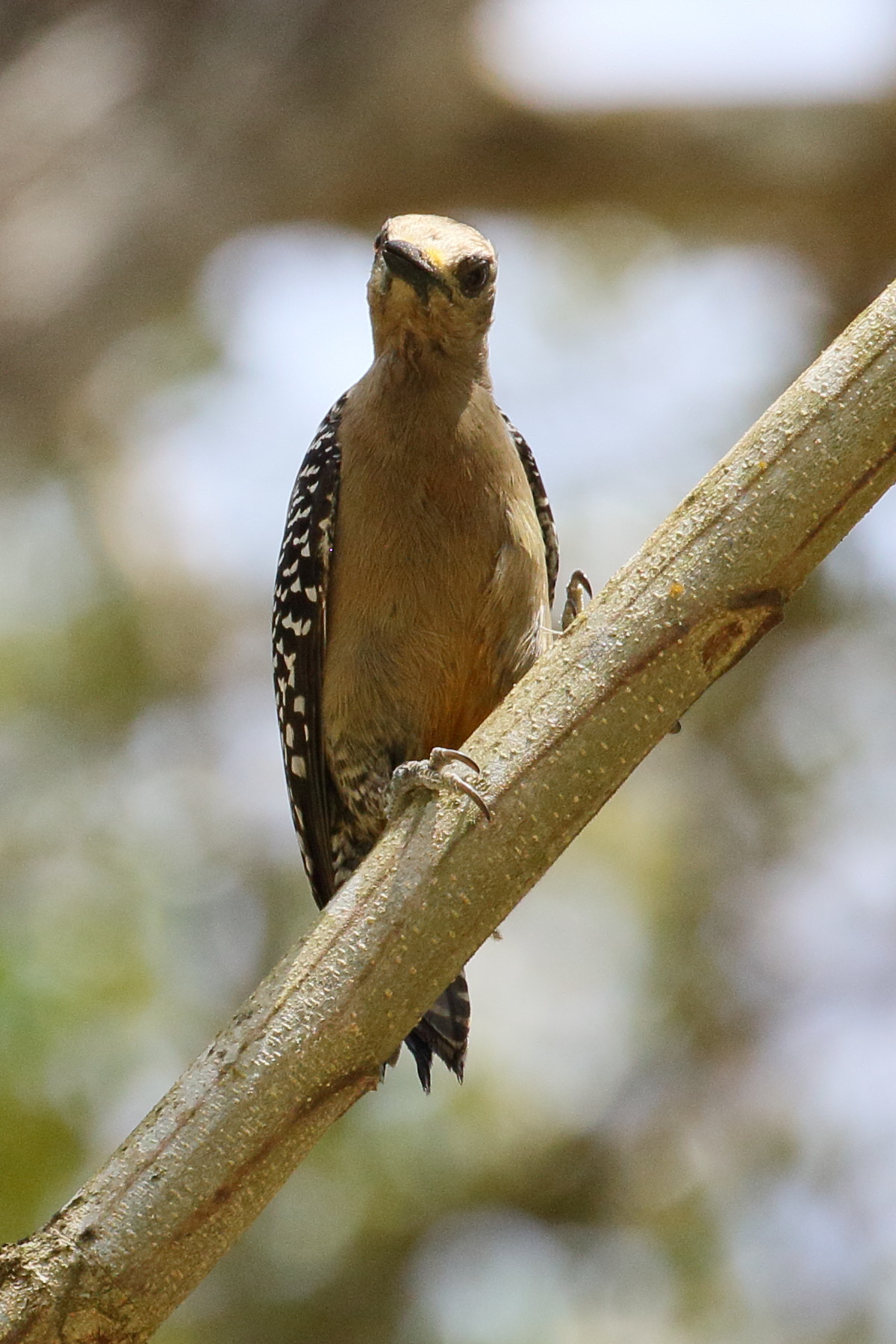 pic_de_hoffmann_-_melanerpes_hoffmannii6bd