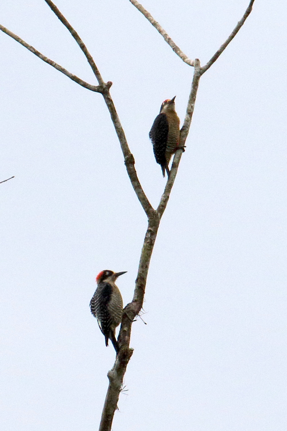 pic_de_pucheran_-_melanerpes_pucherani5md