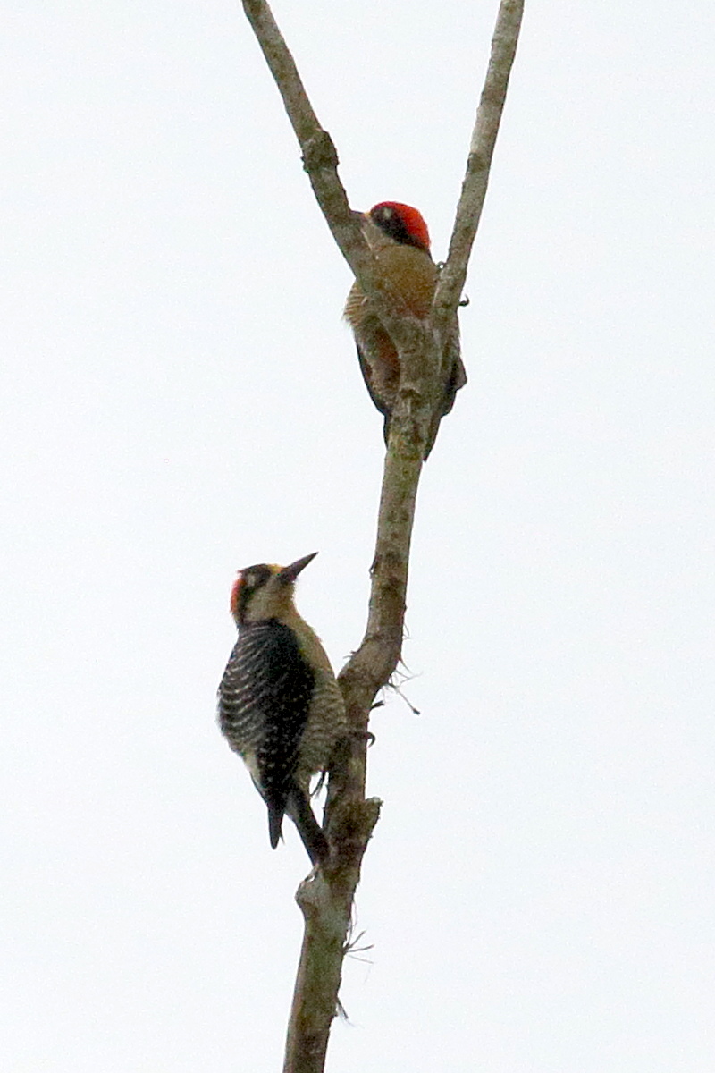 pic_de_pucheran_-_melanerpes_pucherani6bd