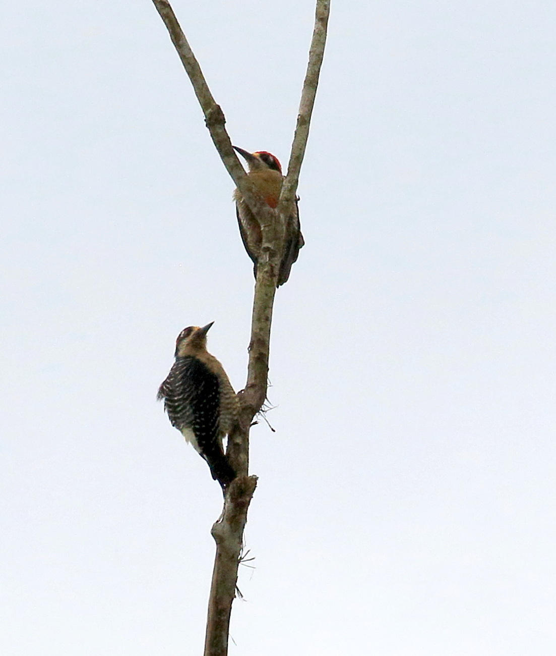 pic_de_pucheran_-_melanerpes_pucherani7bd